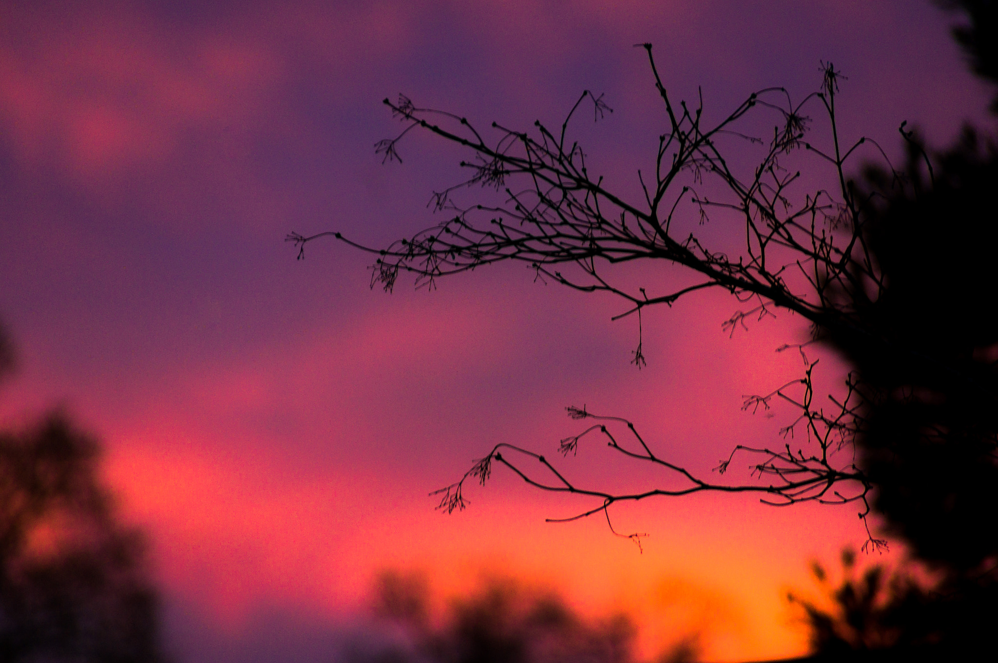 Sony SLT-A55 (SLT-A55V) sample photo. Sunset branch photography