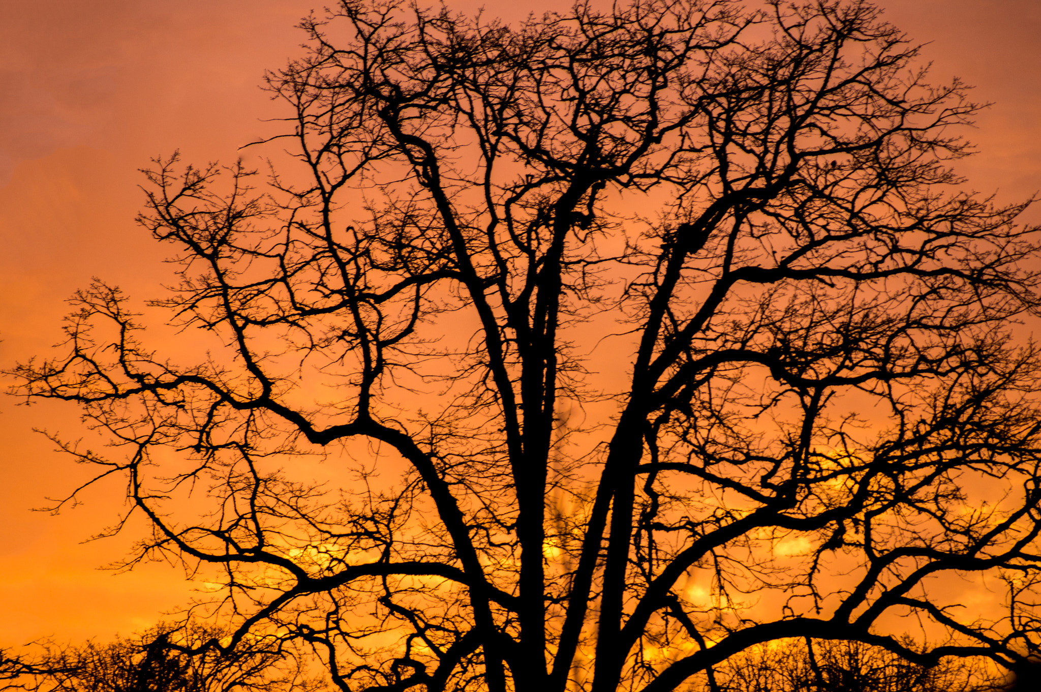 Sony SLT-A55 (SLT-A55V) sample photo. Good morning tree photography