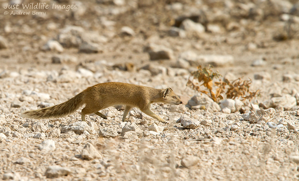 Canon EF 300mm F2.8L IS USM sample photo. Yellow mongoose photography