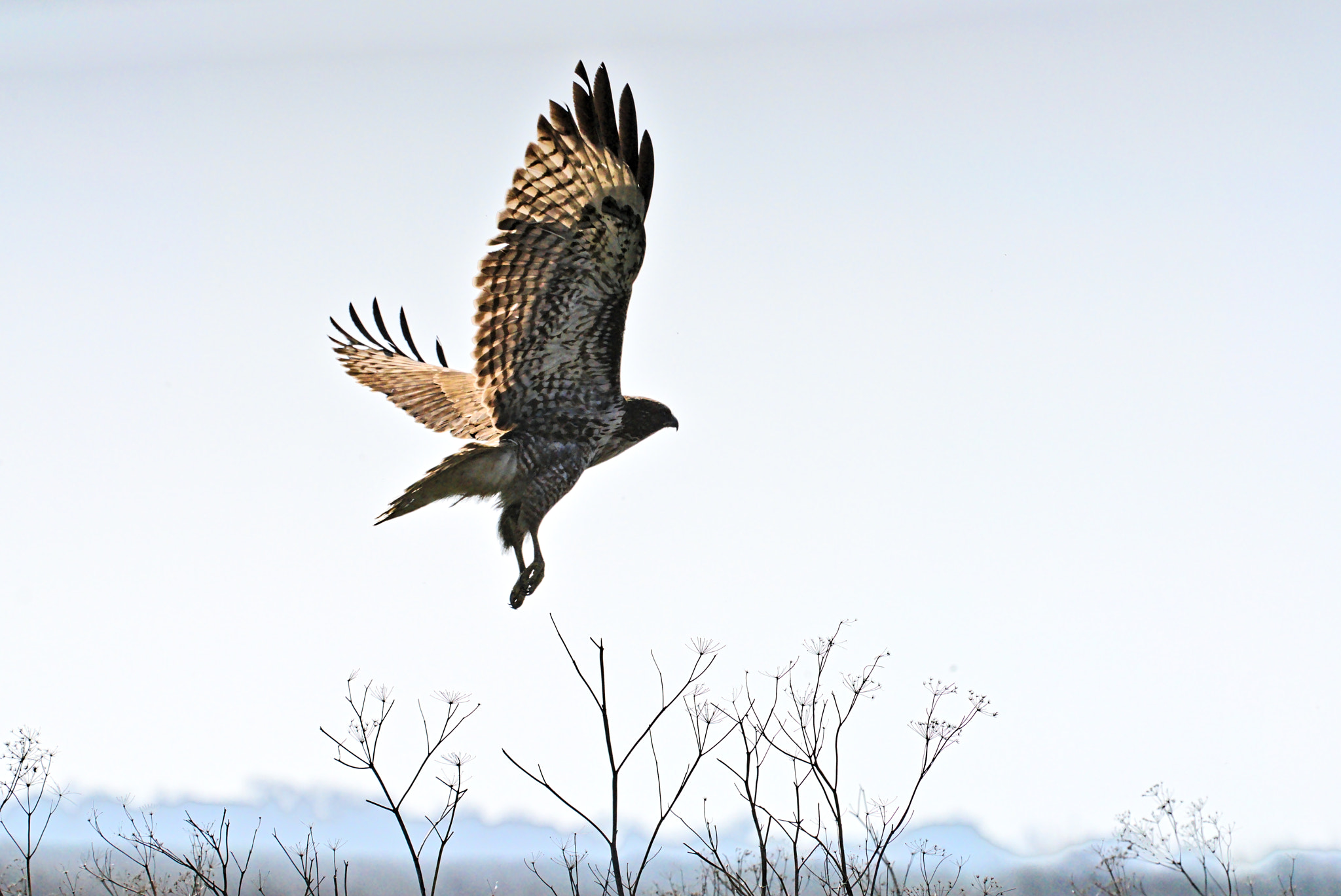 Sony a7R II + Canon EF 100-400mm F4.5-5.6L IS USM sample photo. Raptor departure photography