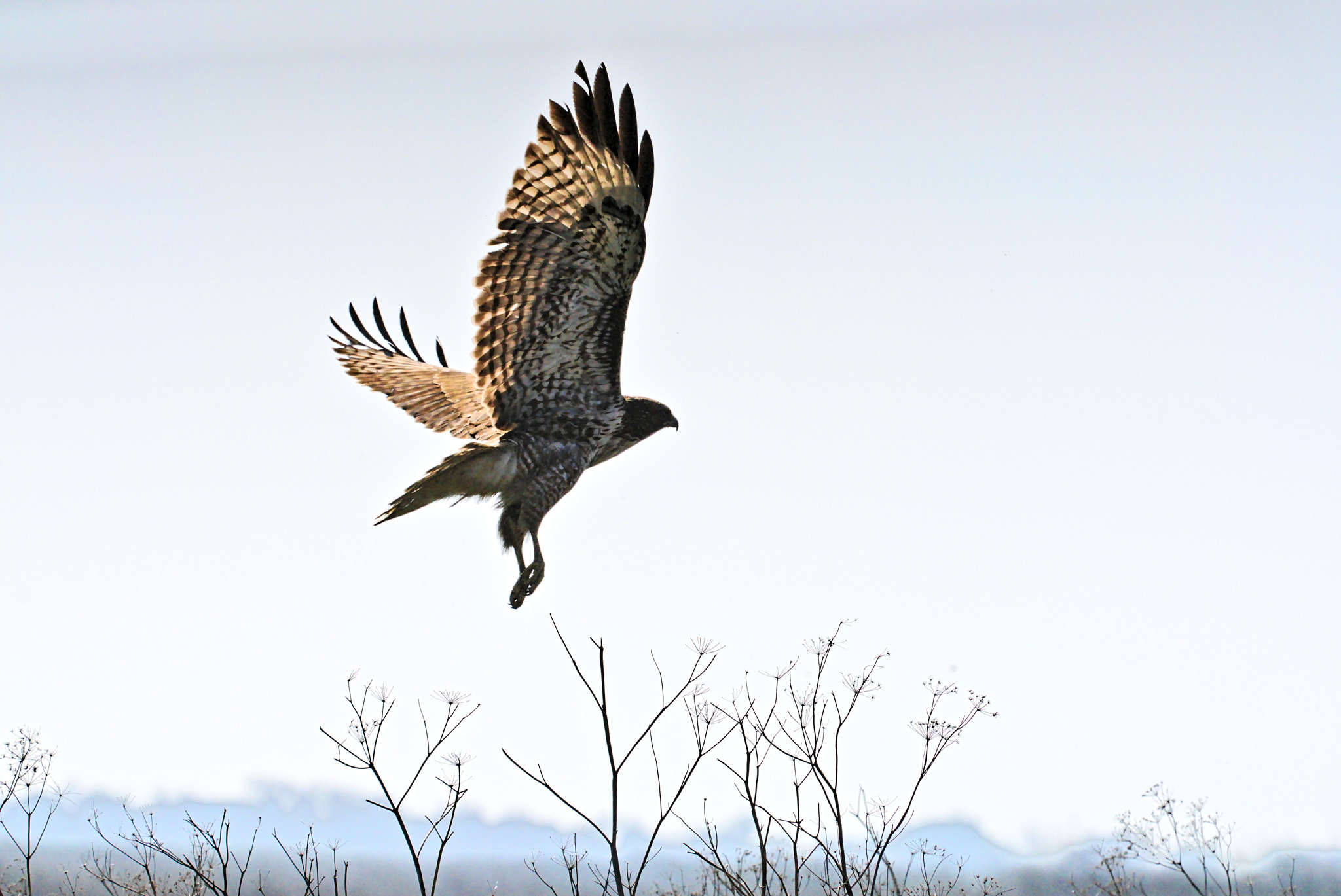 Canon EF 100-400mm F4.5-5.6L IS USM sample photo. Raptor departure photography