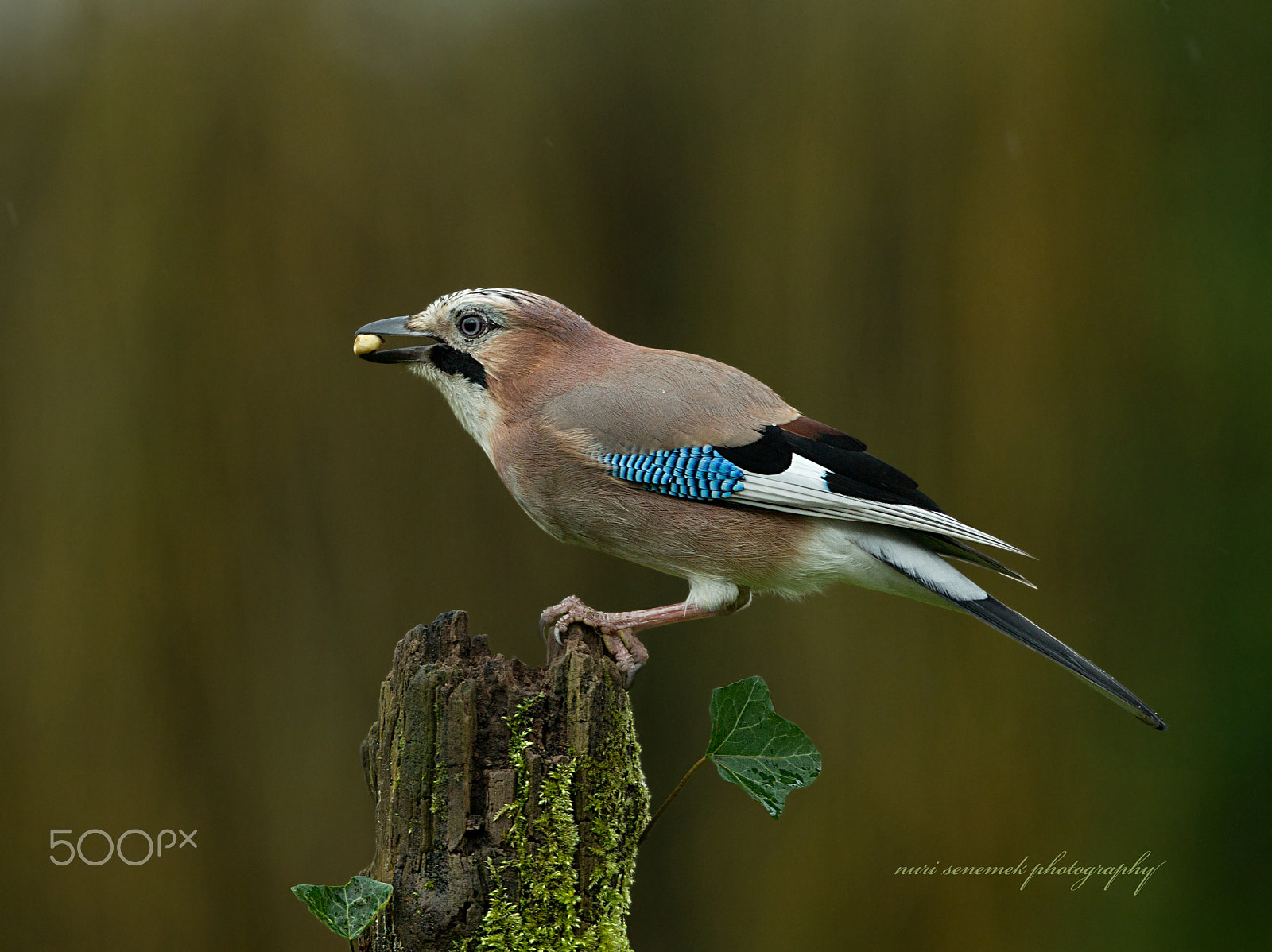 Canon EF 400mm F4 DO IS II USM sample photo. Eurasian jay (iv) photography