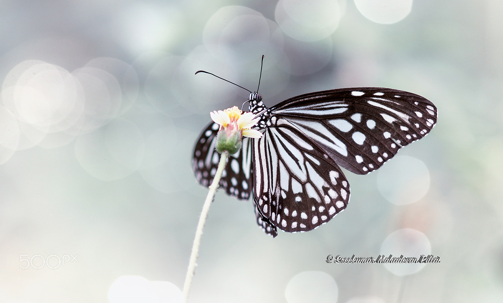 Canon EF 300mm F4L IS USM sample photo. Angel photography