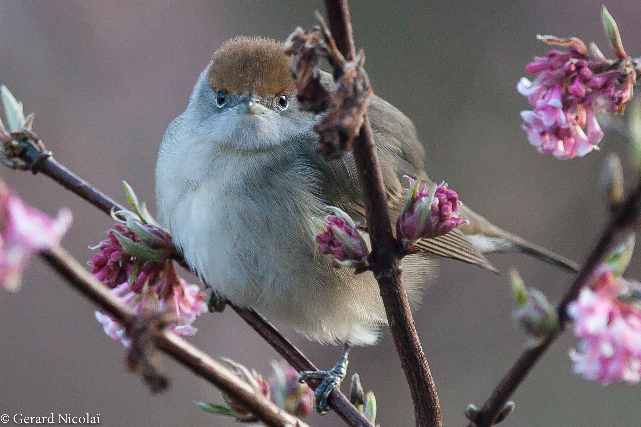 Canon EF 300mm F2.8L IS USM sample photo. Female blackcap portrait photography