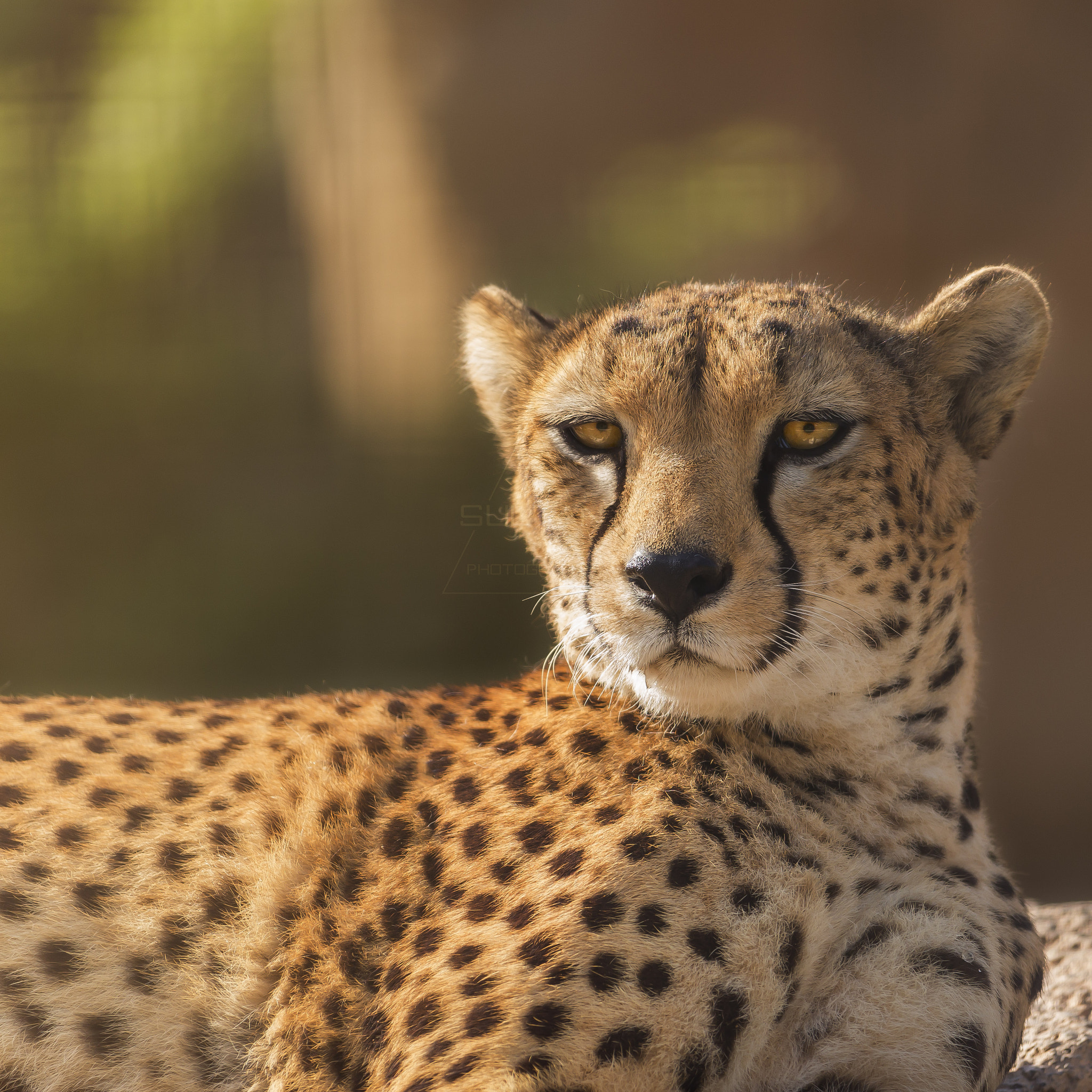 Sigma 150-500mm F5-6.3 DG OS HSM sample photo. The look photography