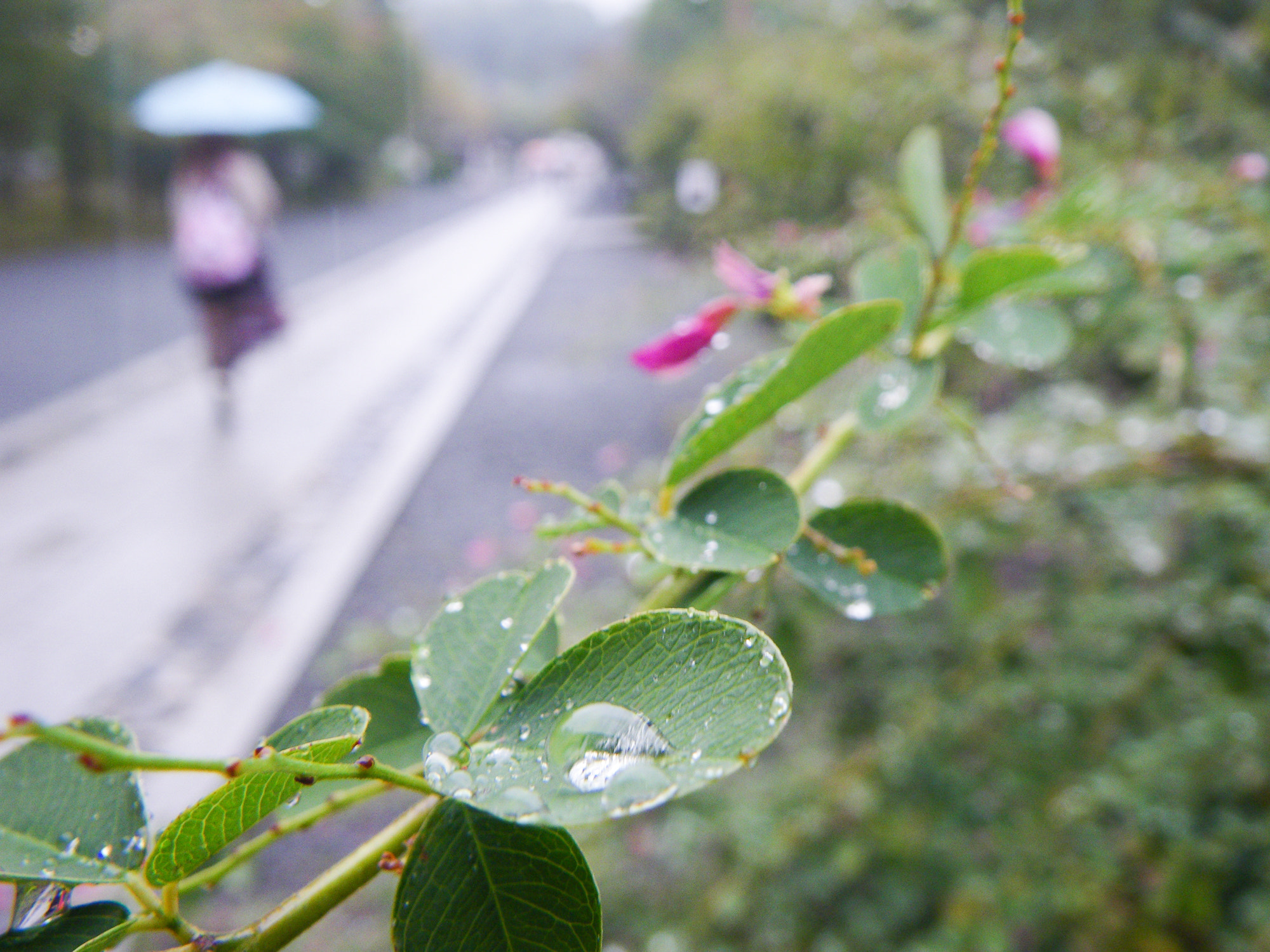 Pentax Optio W60 sample photo. Rainy day photography