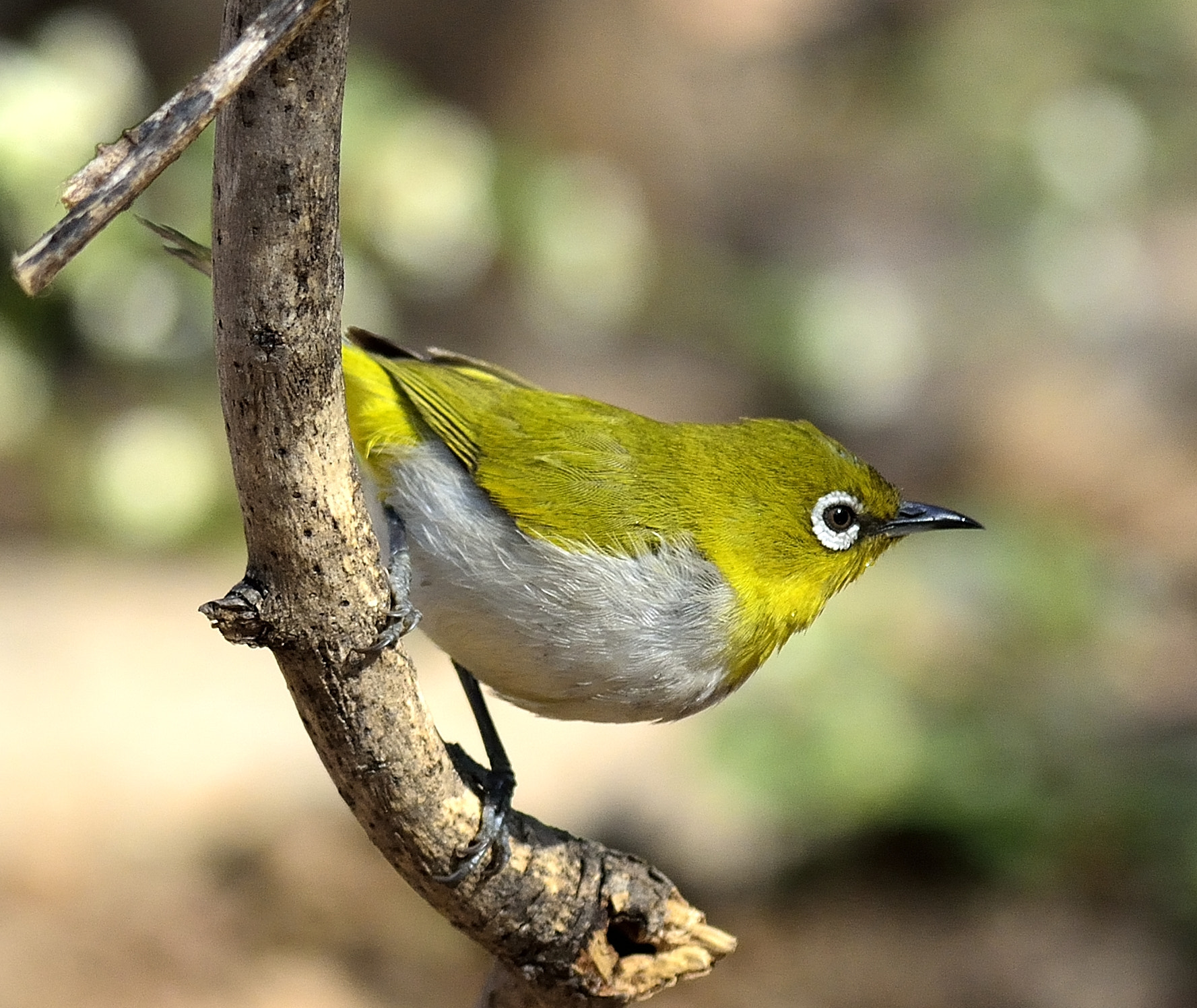 Nikon D5200 + Nikon AF-S Nikkor 300mm F4D ED-IF sample photo. The oriental white eye. photography