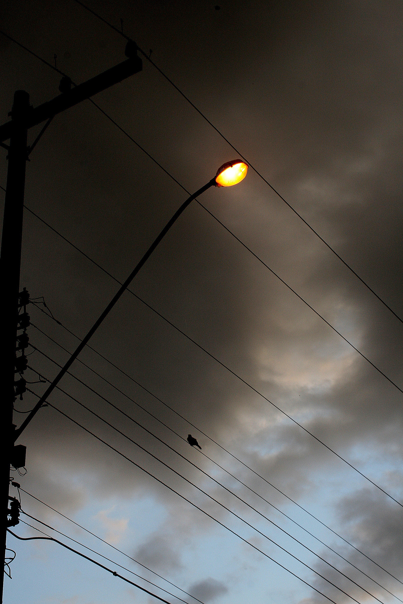 Canon EOS 30D sample photo. Bird waiting the storm photography