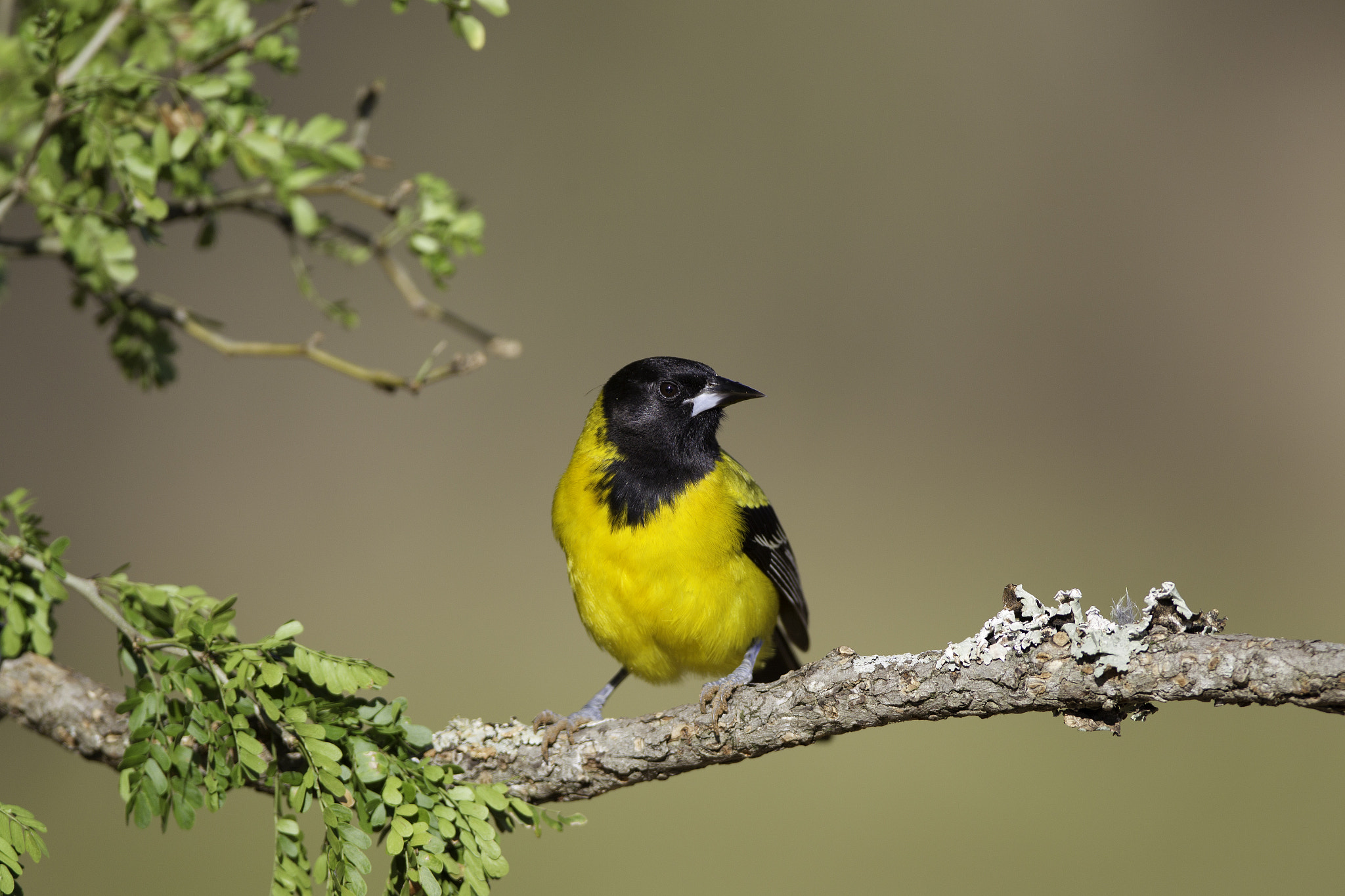 Canon EF 600mm f/4L IS sample photo. Audobon oriole photography