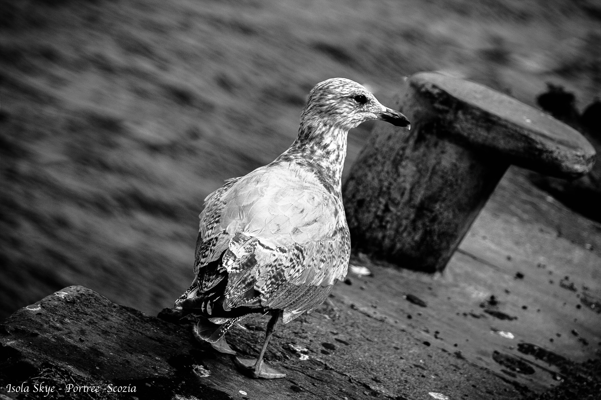 Canon EF 90-300mm F4.5-5.6 sample photo. Gabbiano photography