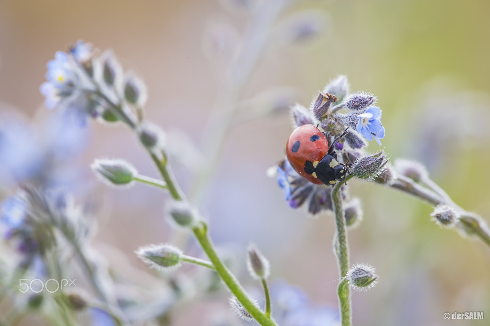Canon EF 180mm F3.5L Macro USM sample photo. Ladybug photography