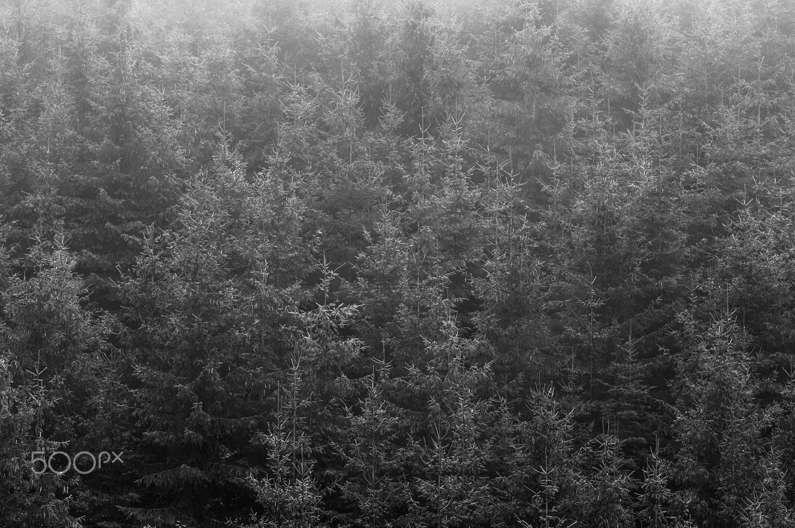 Nikon AF-S Nikkor 70-200mm F2.8G ED VR II sample photo. Tree texture photography