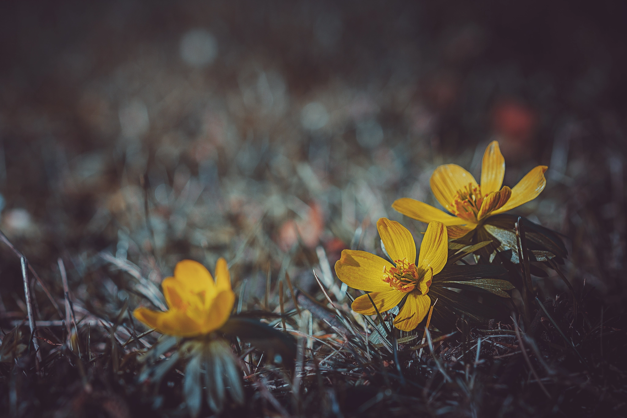 Sigma 105mm F2.8 EX DG OS HSM sample photo. Eranthis hyemalis photography