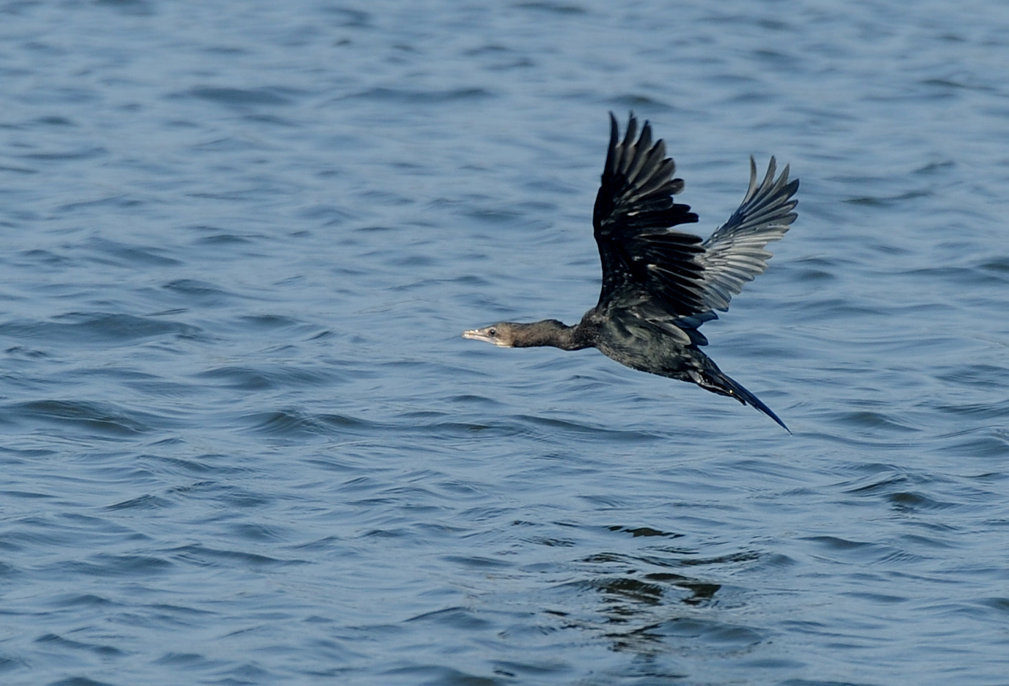 Sigma 120-300mm F2.8 EX DG HSM sample photo. Flying cormorant photography