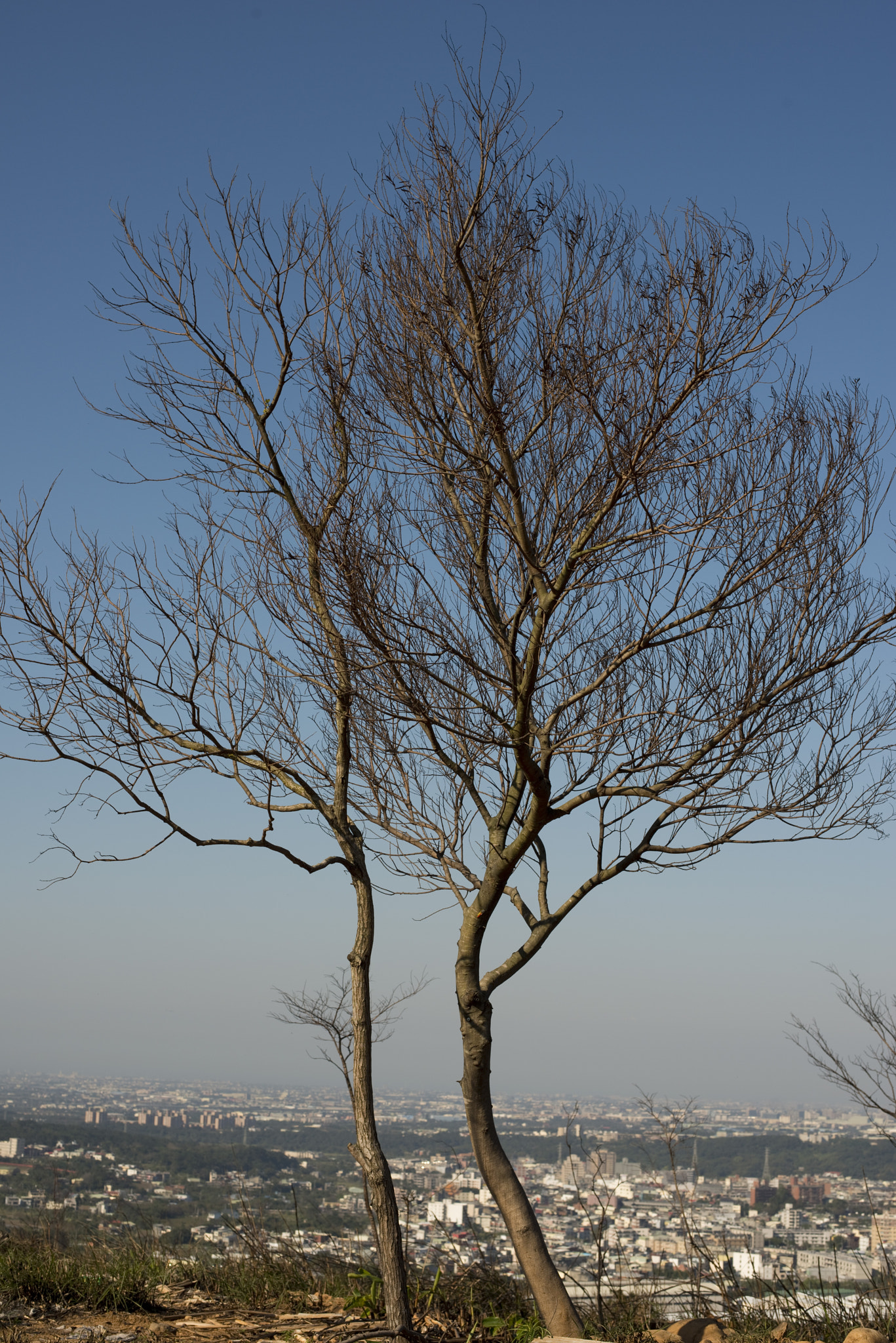 Nikon D800 + AF Zoom-Nikkor 35-80mm f/4-5.6D N sample photo. 在一個遭逢野火過後的小山上 photography