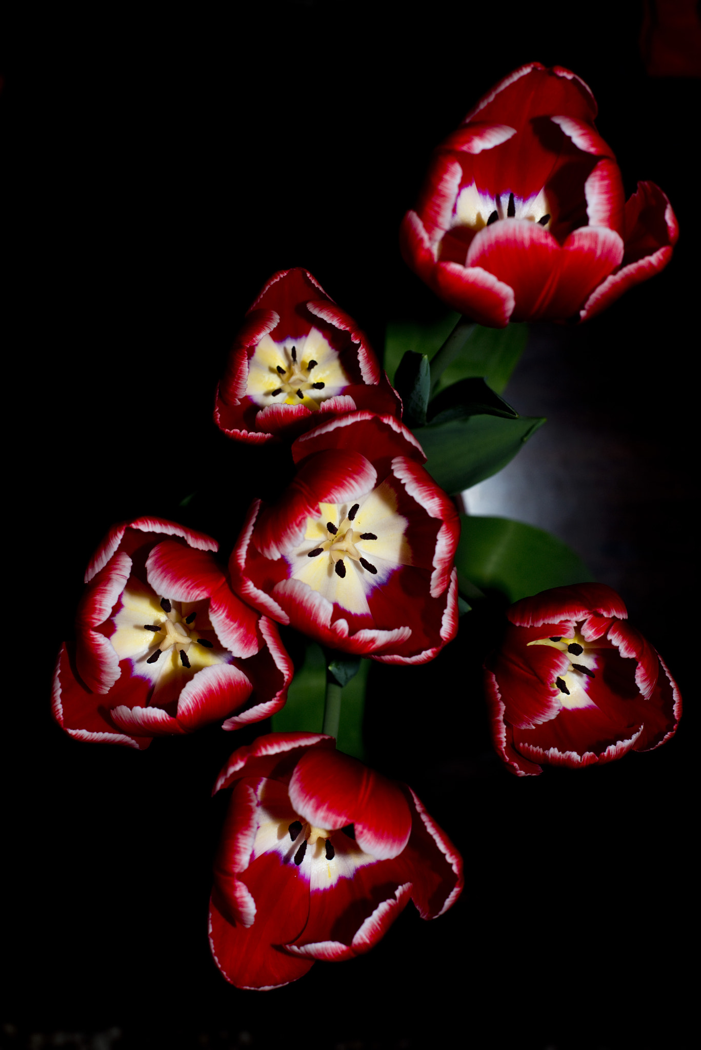 AF Zoom-Nikkor 35-80mm f/4-5.6D sample photo. 花，鬱金香 photography
