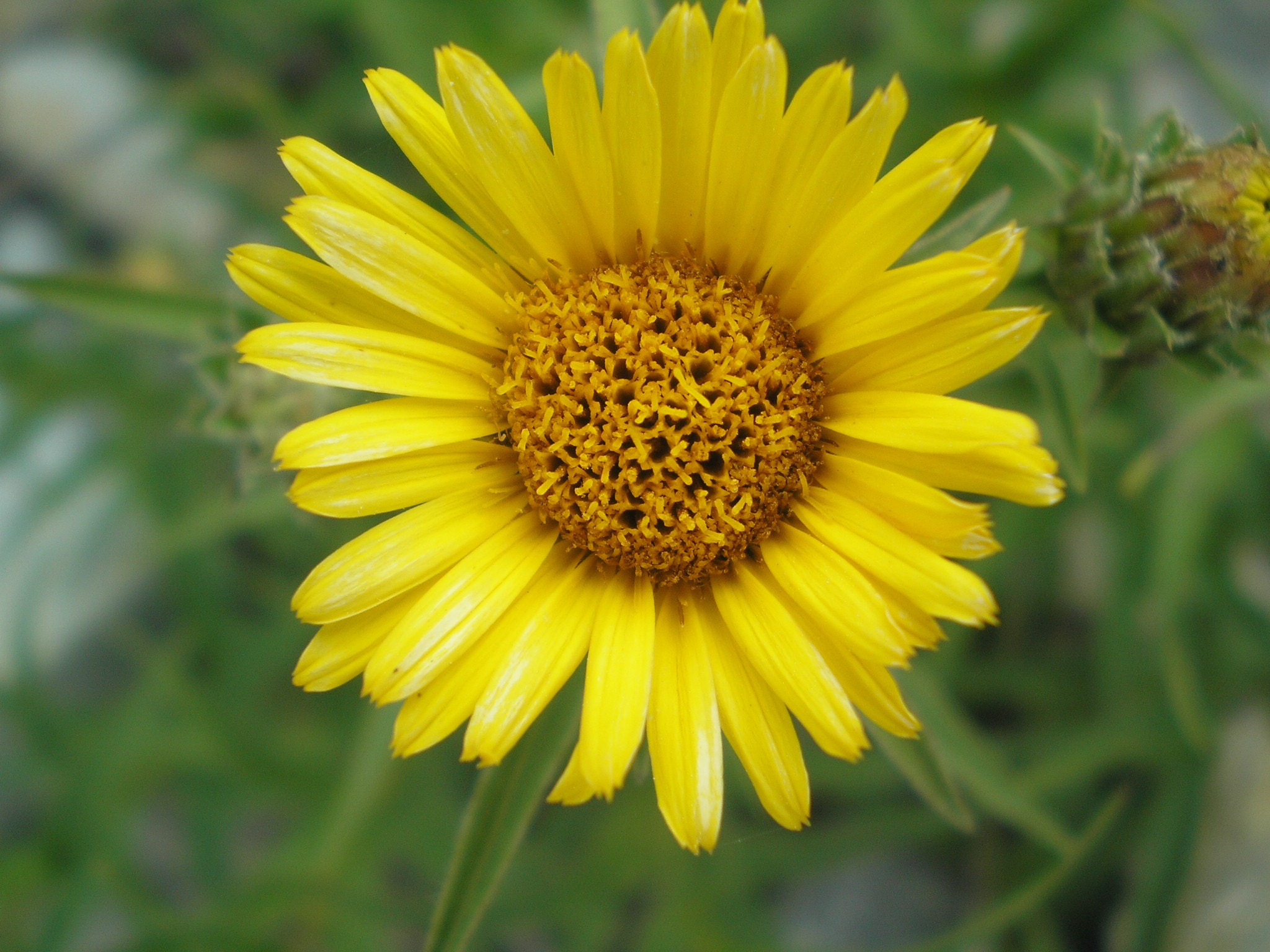 Olympus FE-140,X-725 sample photo. Yellow photography