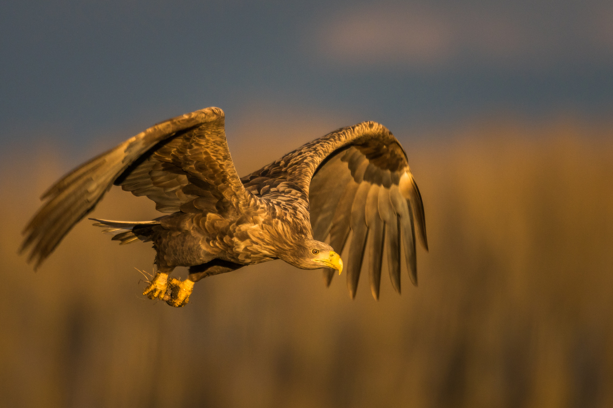 Sony 500mm F4 G SSM sample photo. Golden hour photography