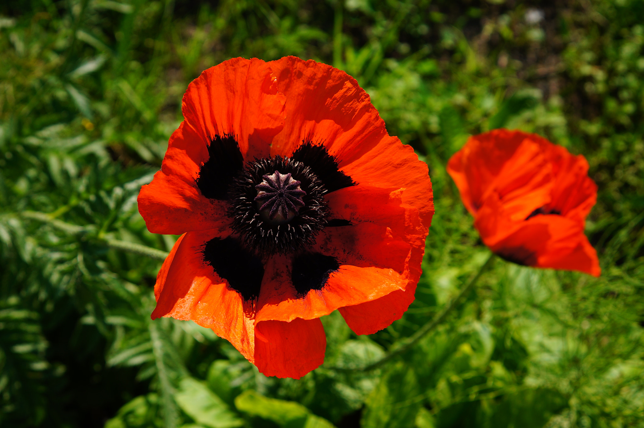 Sony E 35mm F1.8 OSS sample photo. Poppy. photography