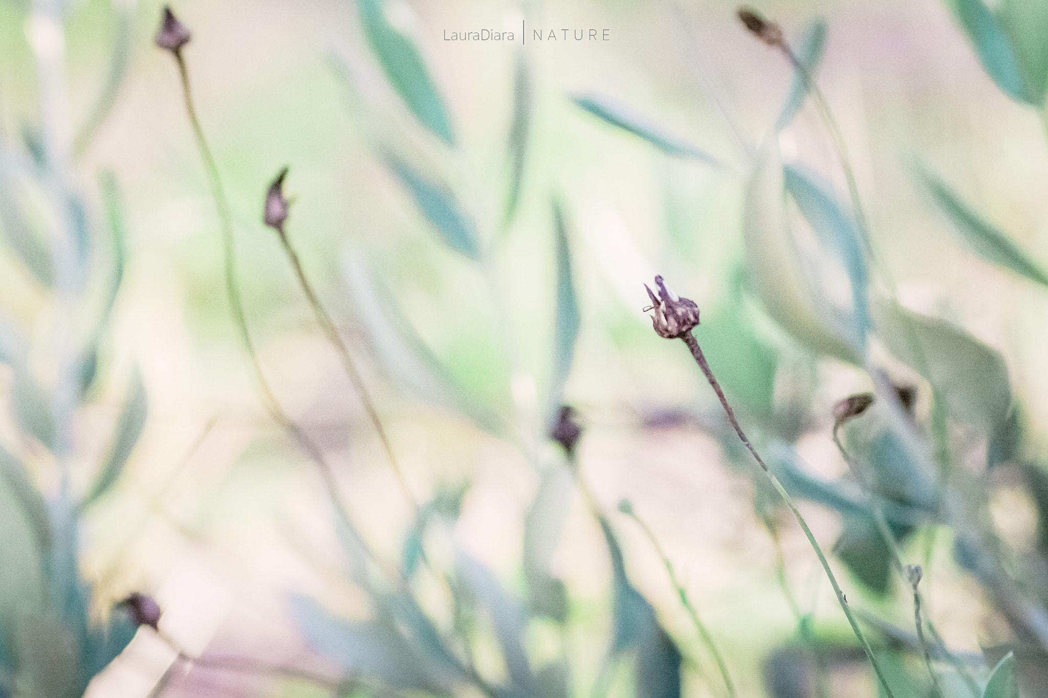 Canon EOS 40D + Tamron SP AF 90mm F2.8 Di Macro sample photo. Meadow photography
