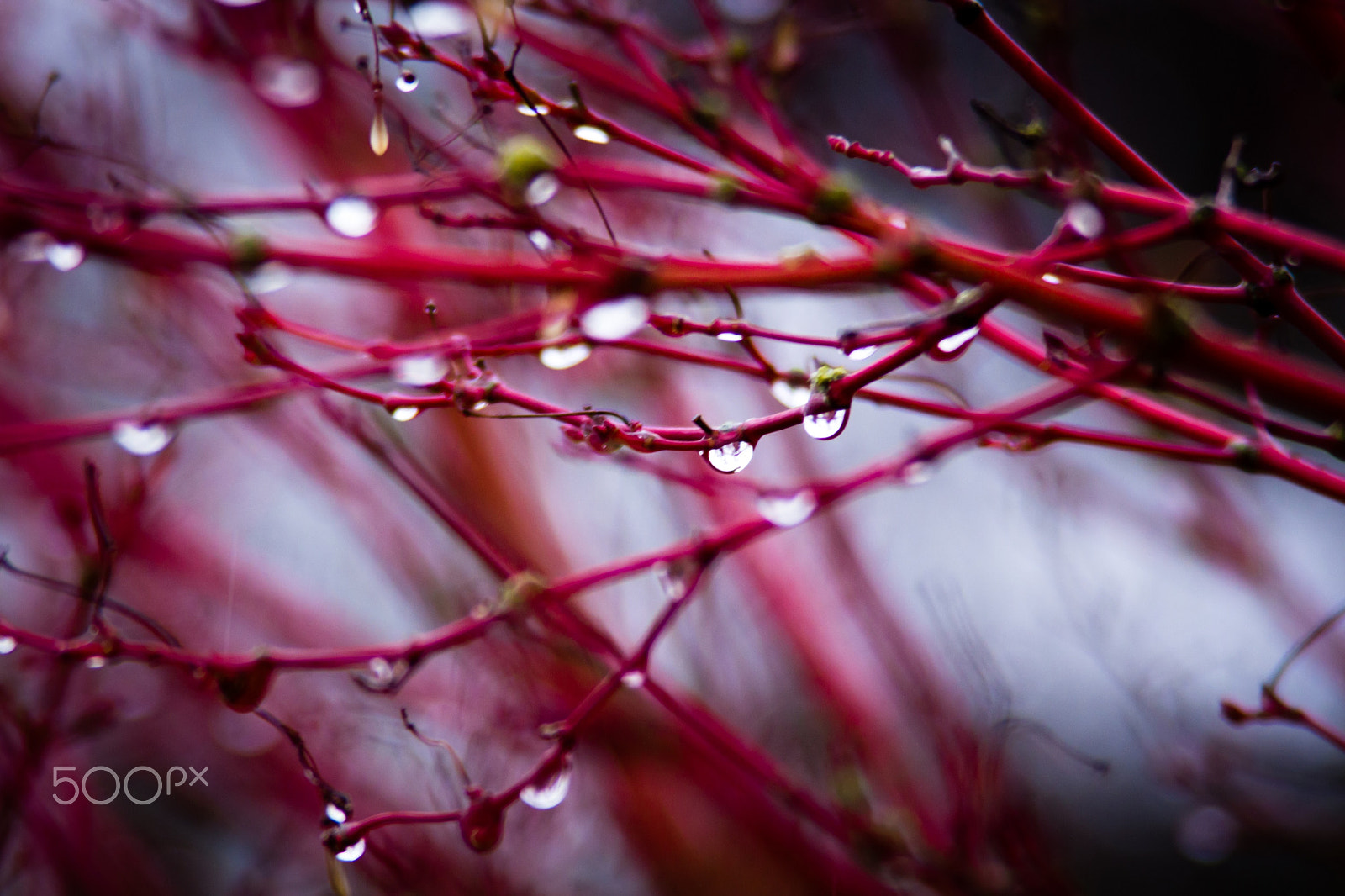 Canon EF 28-200mm F3.5-5.6 USM sample photo. Water droplets photography