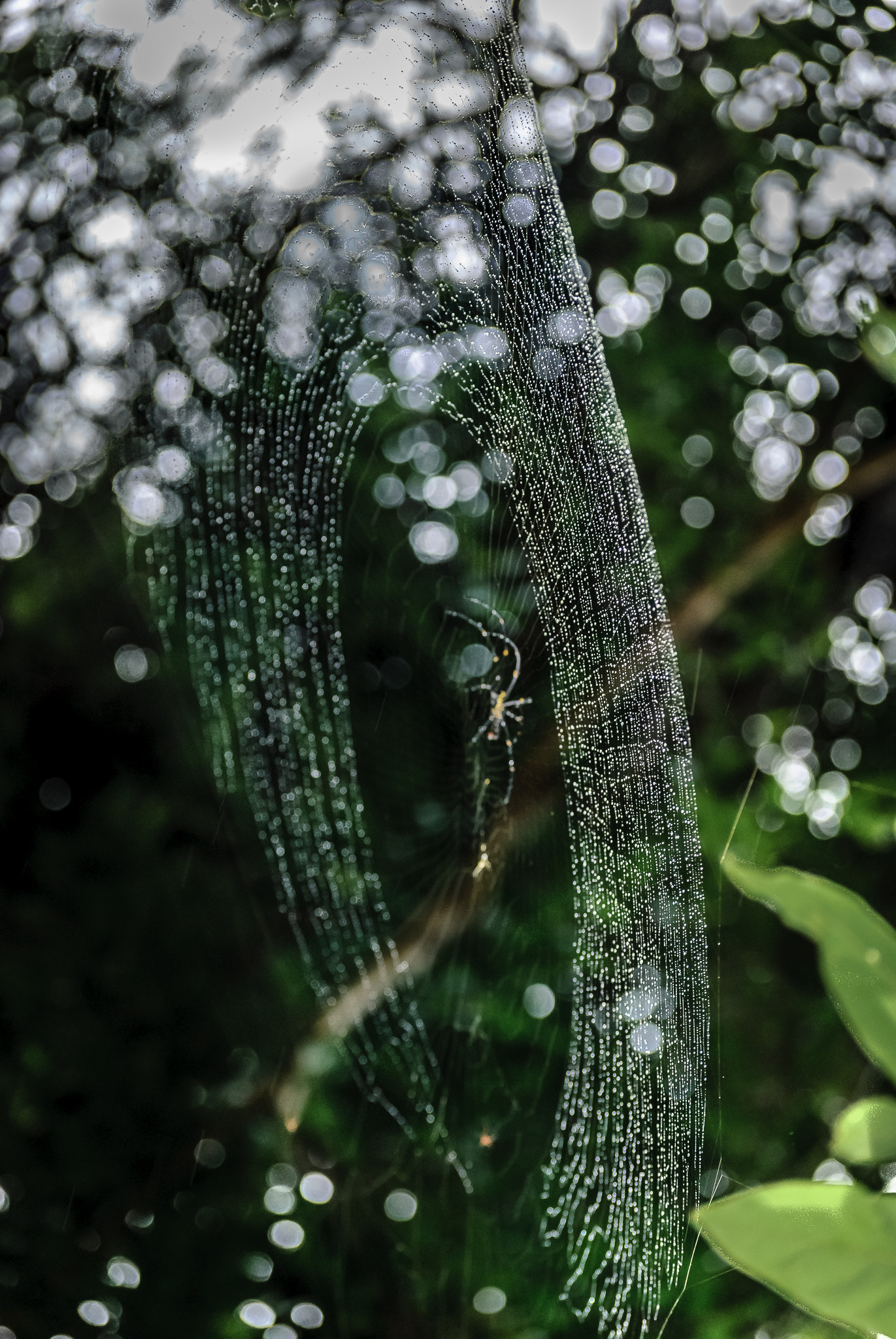Nikon D40X sample photo. Rain drops &amp; mountain spider. photography