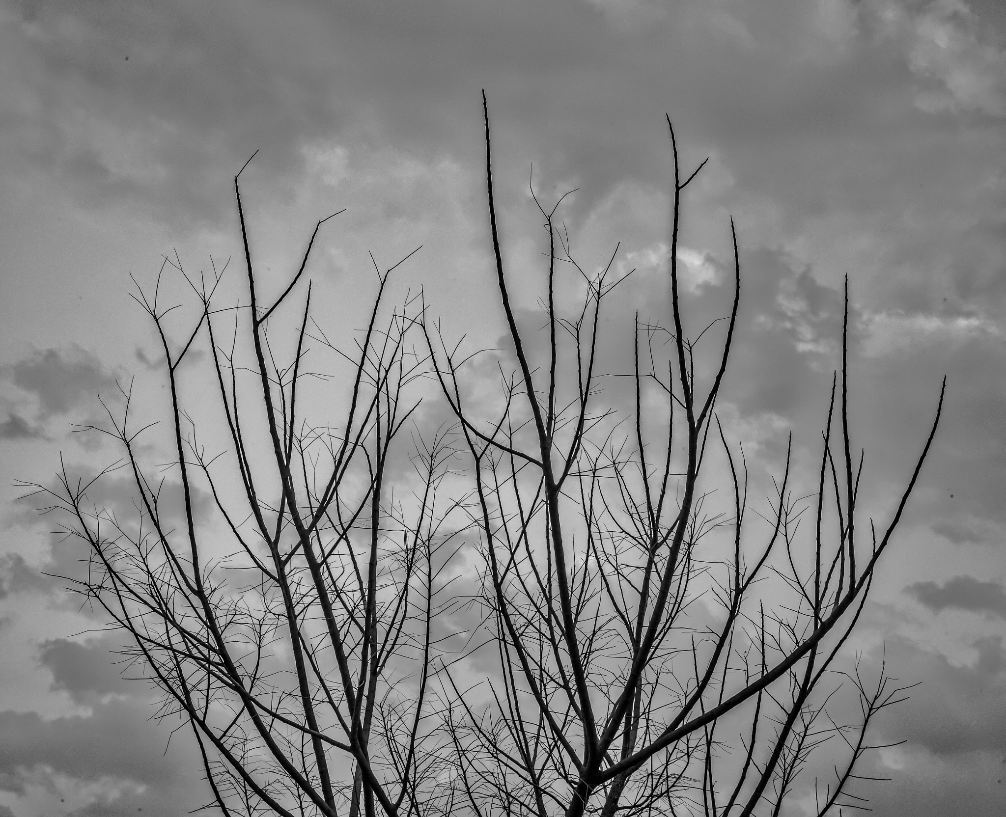 Summicron-M 1:2/35 ASPH. sample photo. Abstract tree photography