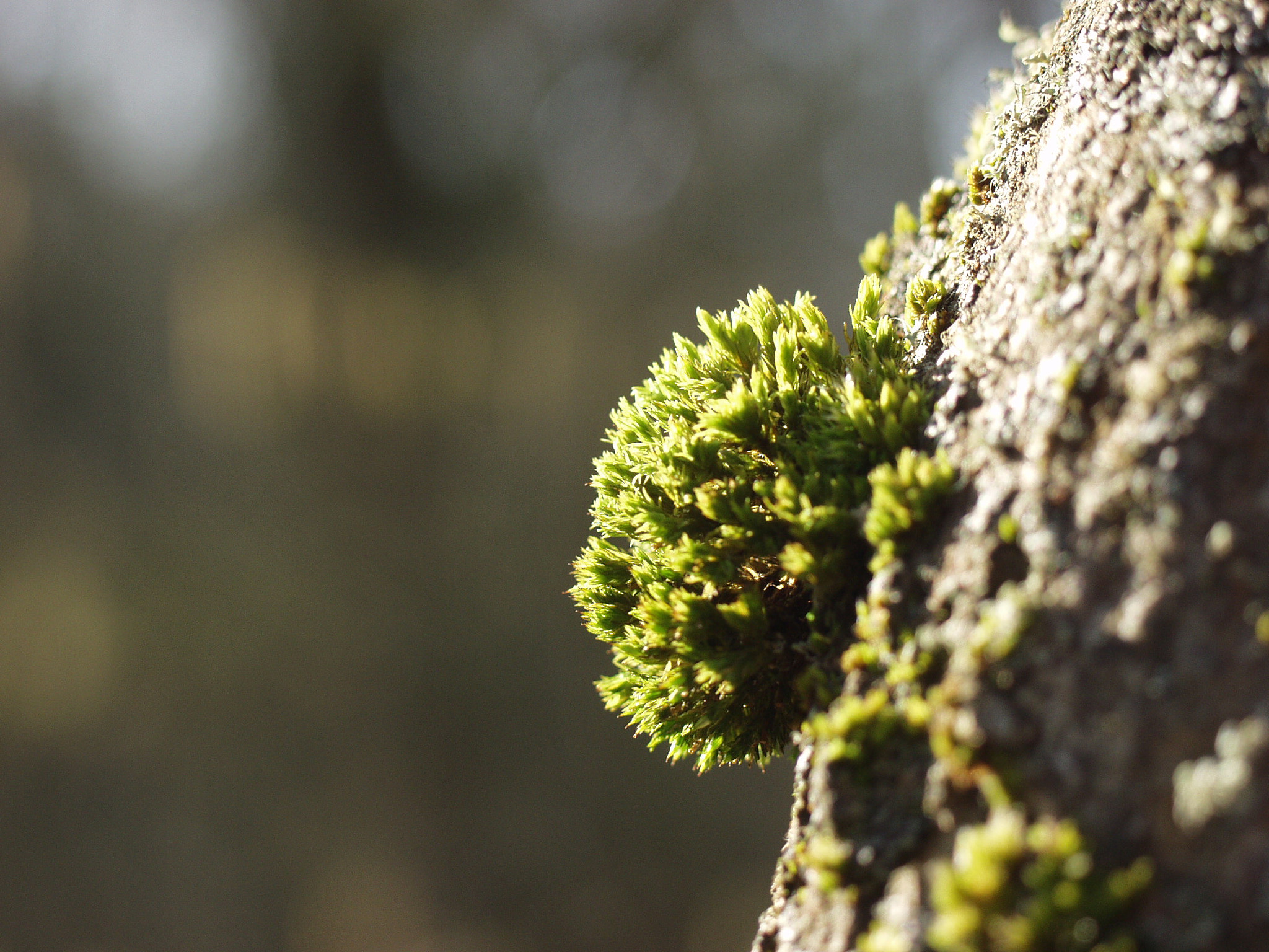 Olympus E-10 sample photo. Moss photography