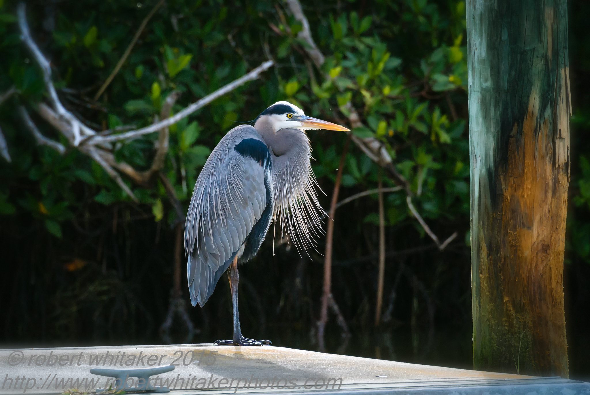 Nikon 1 Nikkor VR 70-300mm F4.5-5.6 sample photo. "sittin' in the morning sun" photography