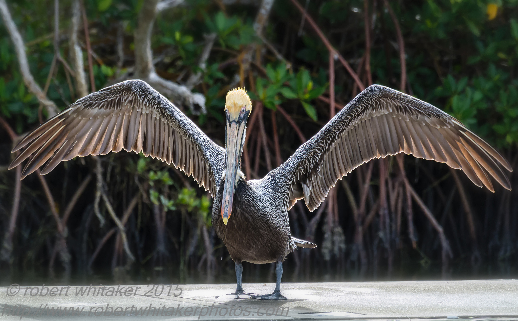Nikon 1 Nikkor VR 70-300mm F4.5-5.6 sample photo. Brown pelican, breeding plumage photography
