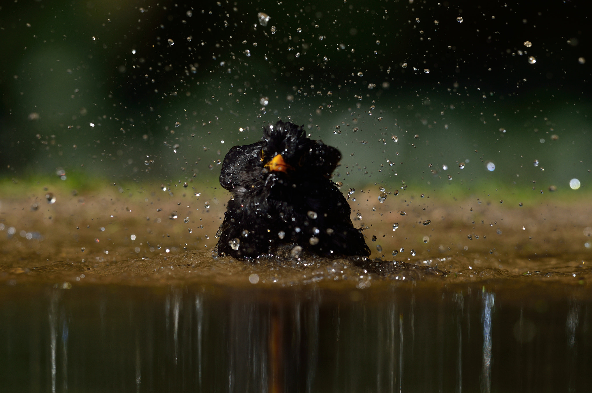 Nikon AF-S Nikkor 400mm F2.8D ED-IF II sample photo. Merel photography