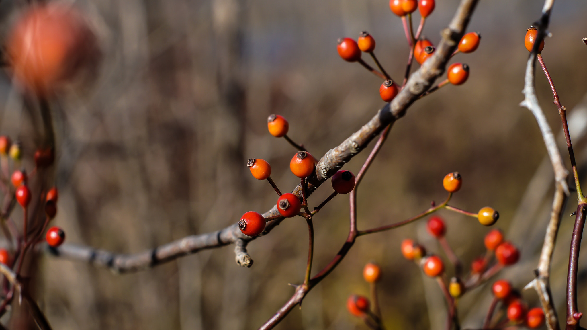 Sony SLT-A35 sample photo. A tree's seed photography
