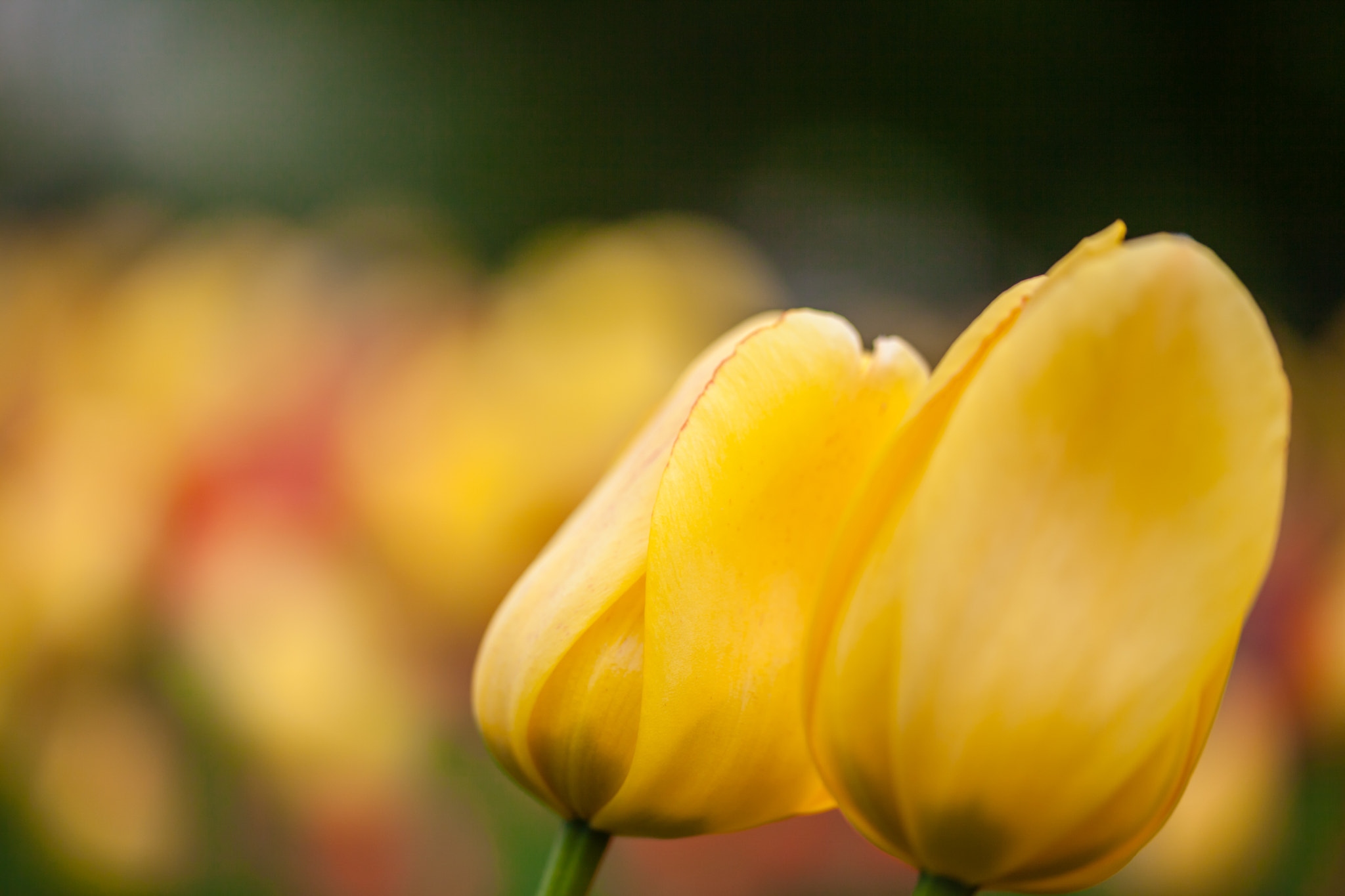 Canon EOS 5D Mark II + Sigma 105mm F2.8 EX DG OS HSM sample photo. Two yellow tulips photography
