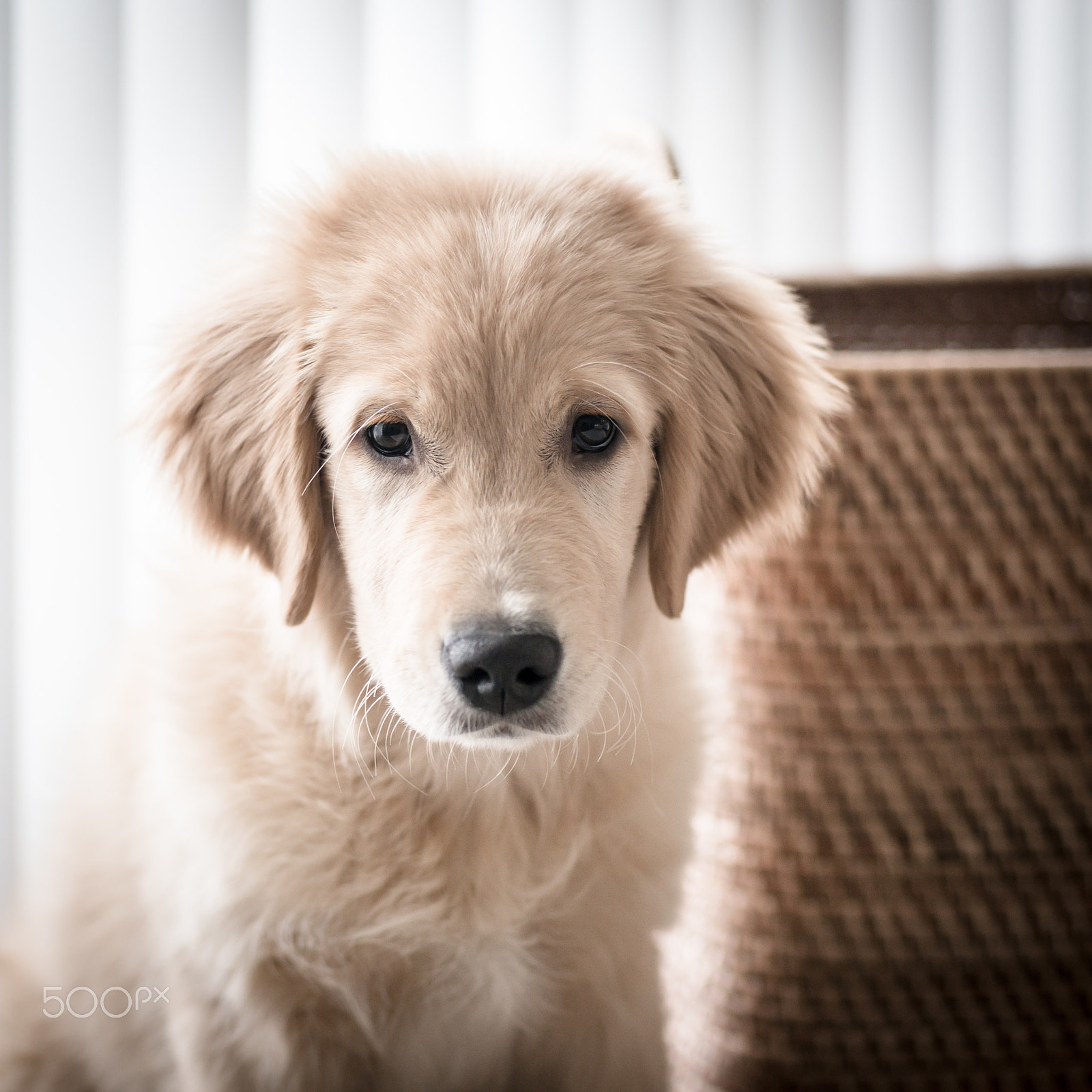 Leica M (Typ 240) + Elmarit-M 1:2.8/90 sample photo. Golden retriever puppy photography