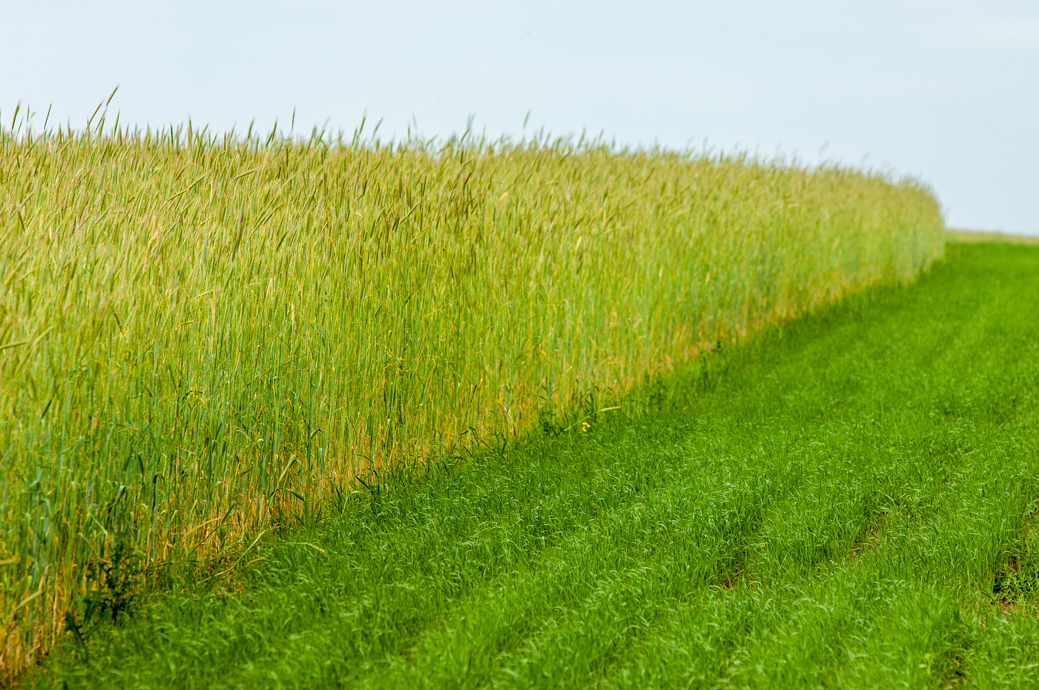 AF-S Zoom-Nikkor 80-200mm f/2.8D IF-ED sample photo. Summer landscape with wheat field and clouds photography