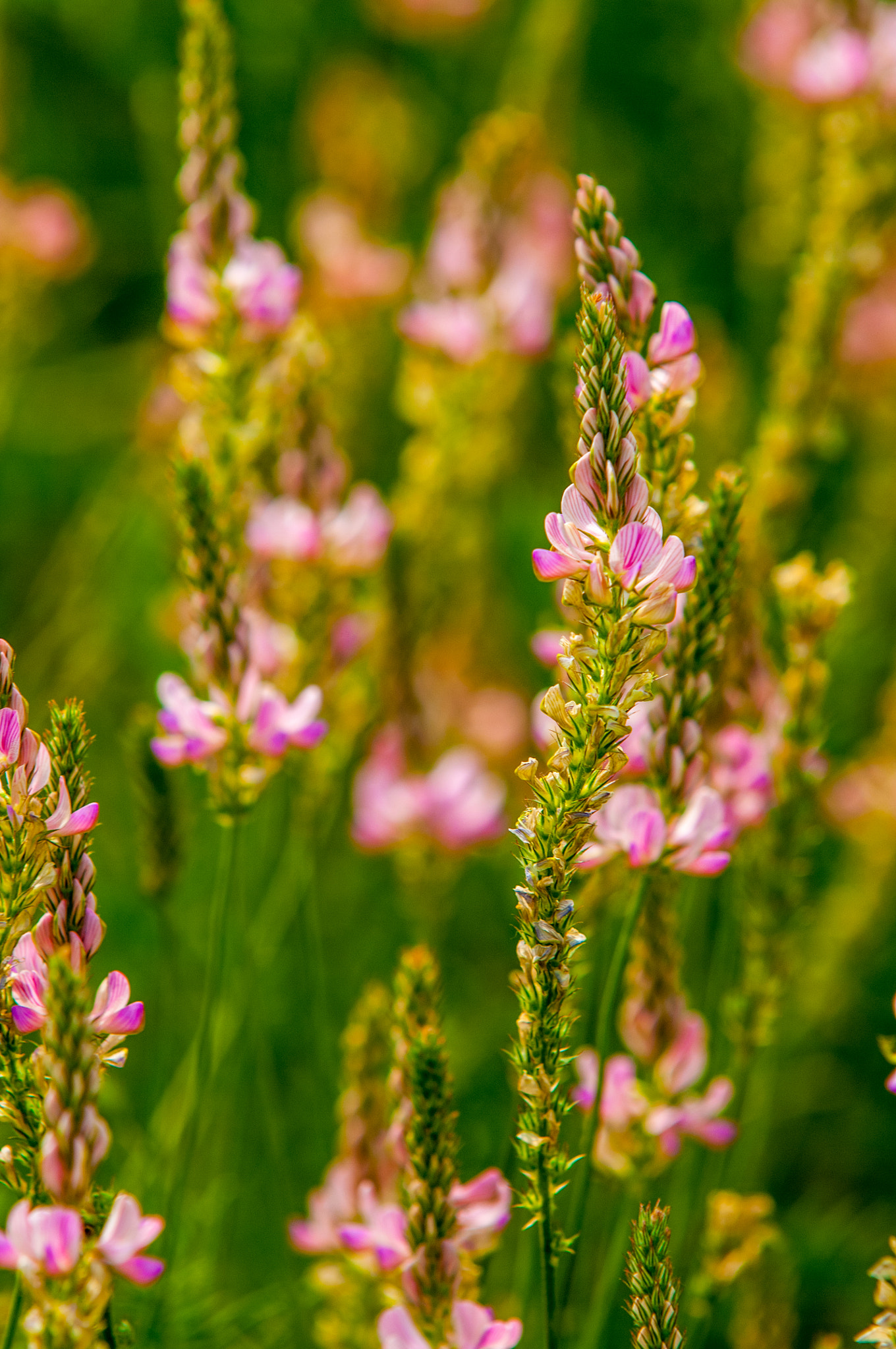 AF-S Zoom-Nikkor 80-200mm f/2.8D IF-ED sample photo. Wildflowers, photography