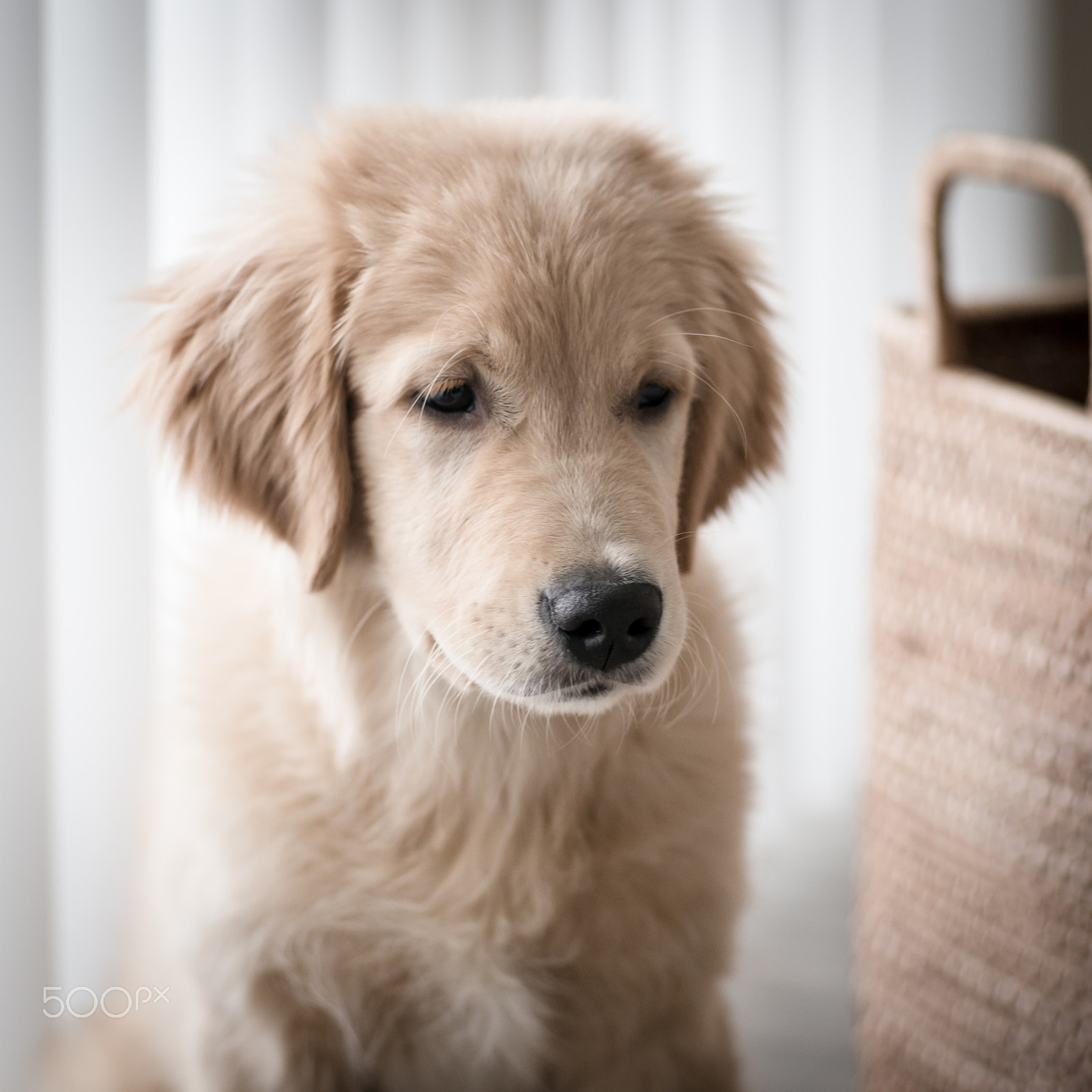 Leica M (Typ 240) + Elmarit-M 1:2.8/90 sample photo. Golden retriever puppy photography