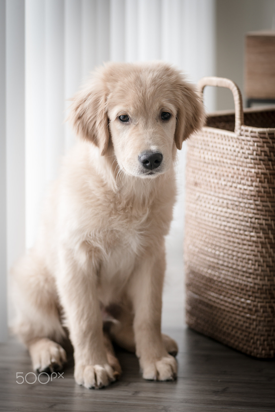 Leica M (Typ 240) + Elmarit-M 1:2.8/90 sample photo. Golden retriever puppy photography