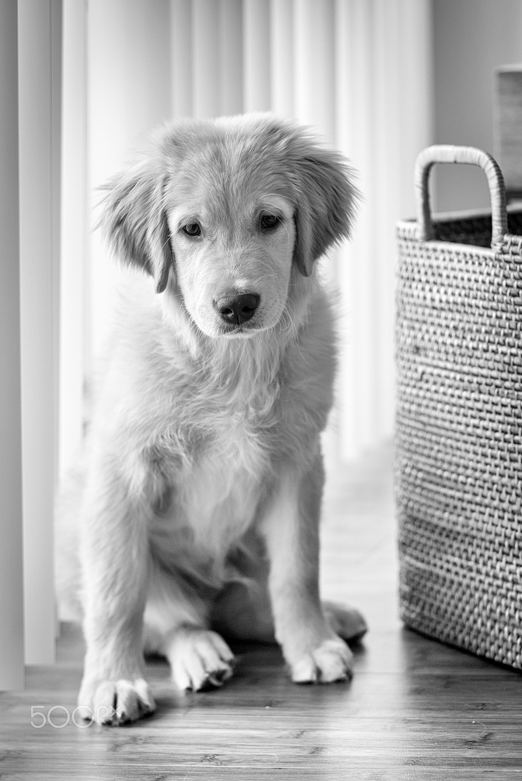 Leica M (Typ 240) + Elmarit-M 1:2.8/90 sample photo. Golden retriever puppy photography