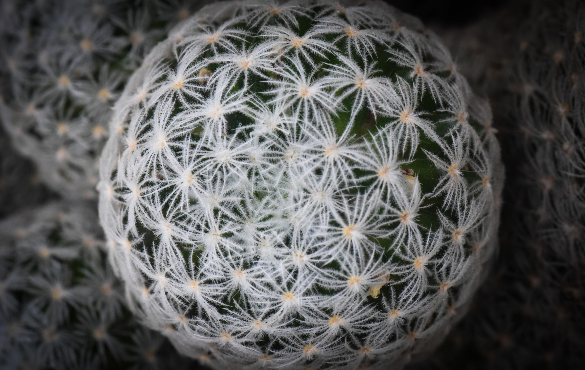 Cosina AF 100mm F3.5 Macro sample photo. Cactus photography