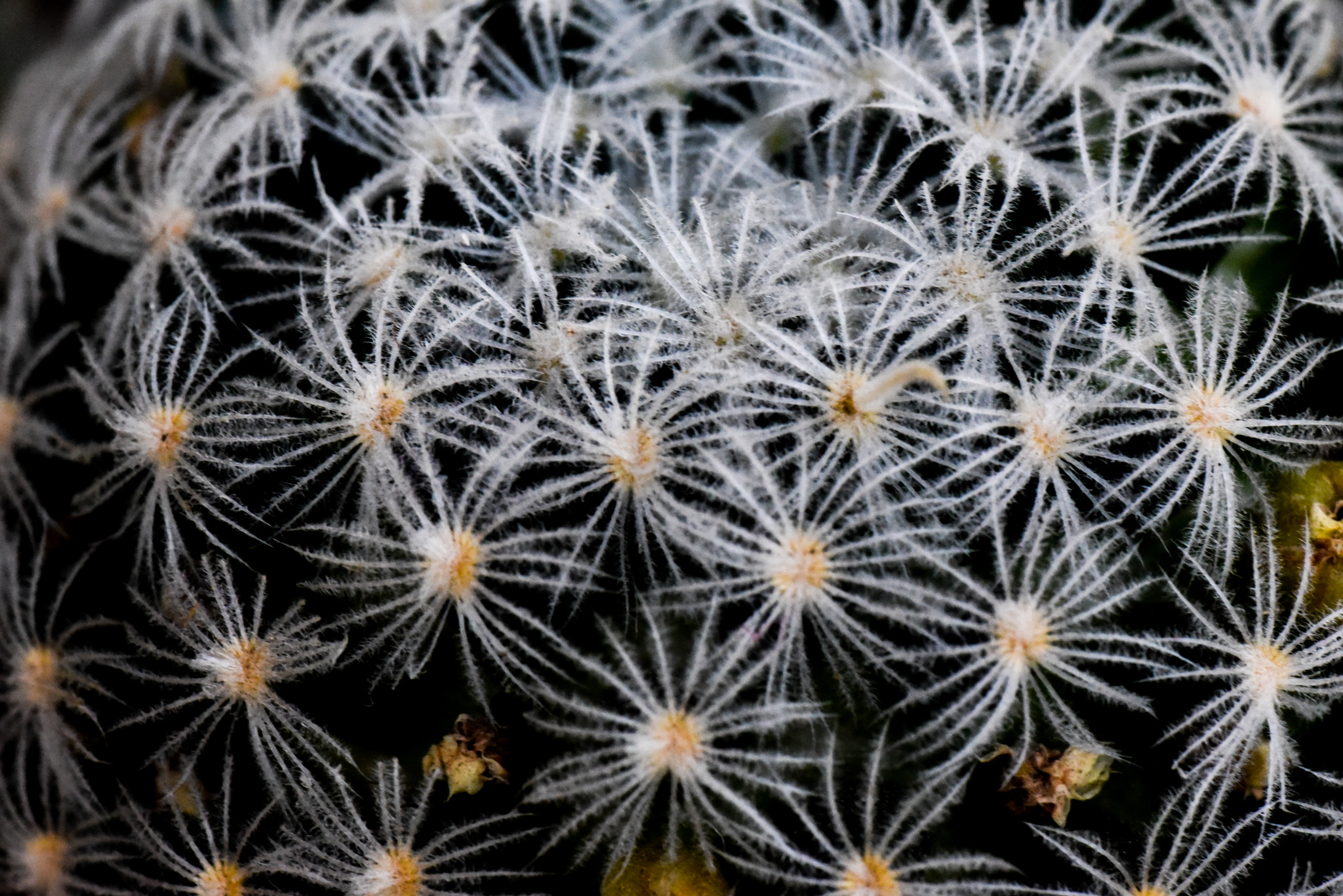 Cosina AF 100mm F3.5 Macro sample photo. Cactus photography