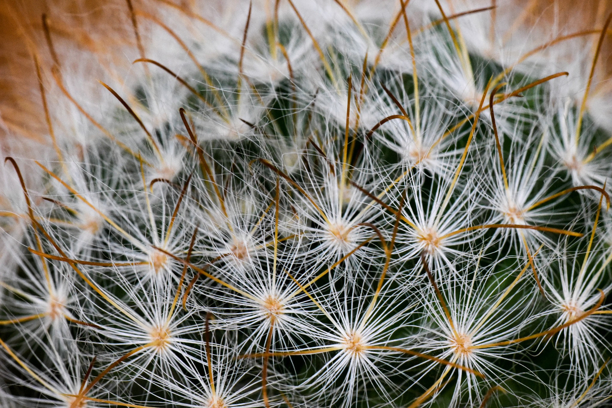 Cosina AF 100mm F3.5 Macro sample photo. Cactus photography