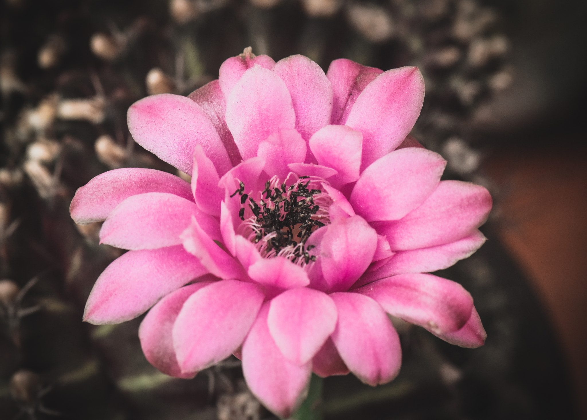 Cosina AF 100mm F3.5 Macro sample photo. Cactus photography