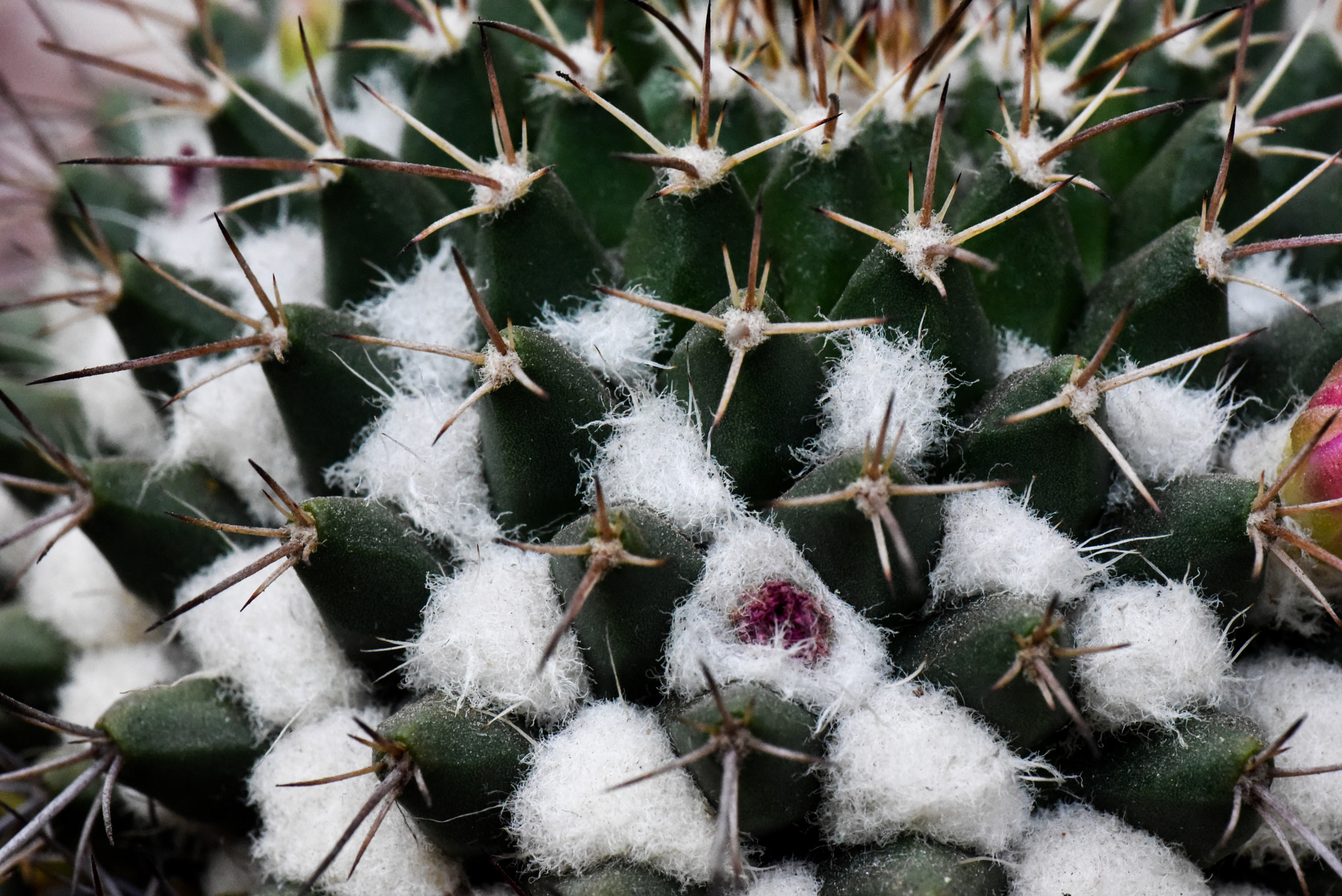 Cosina AF 100mm F3.5 Macro sample photo. Cactus photography