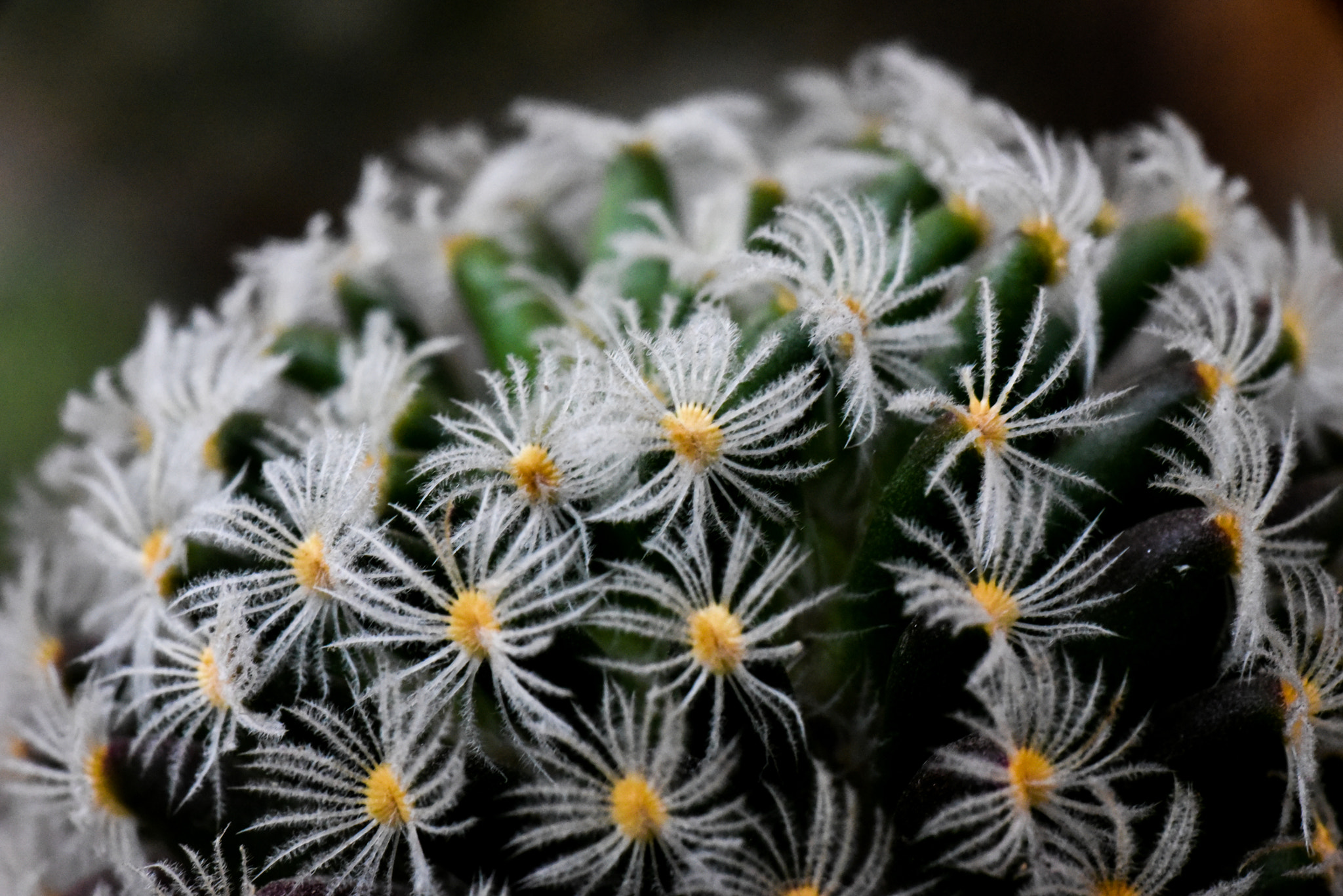 Cosina AF 100mm F3.5 Macro sample photo. Cactus photography