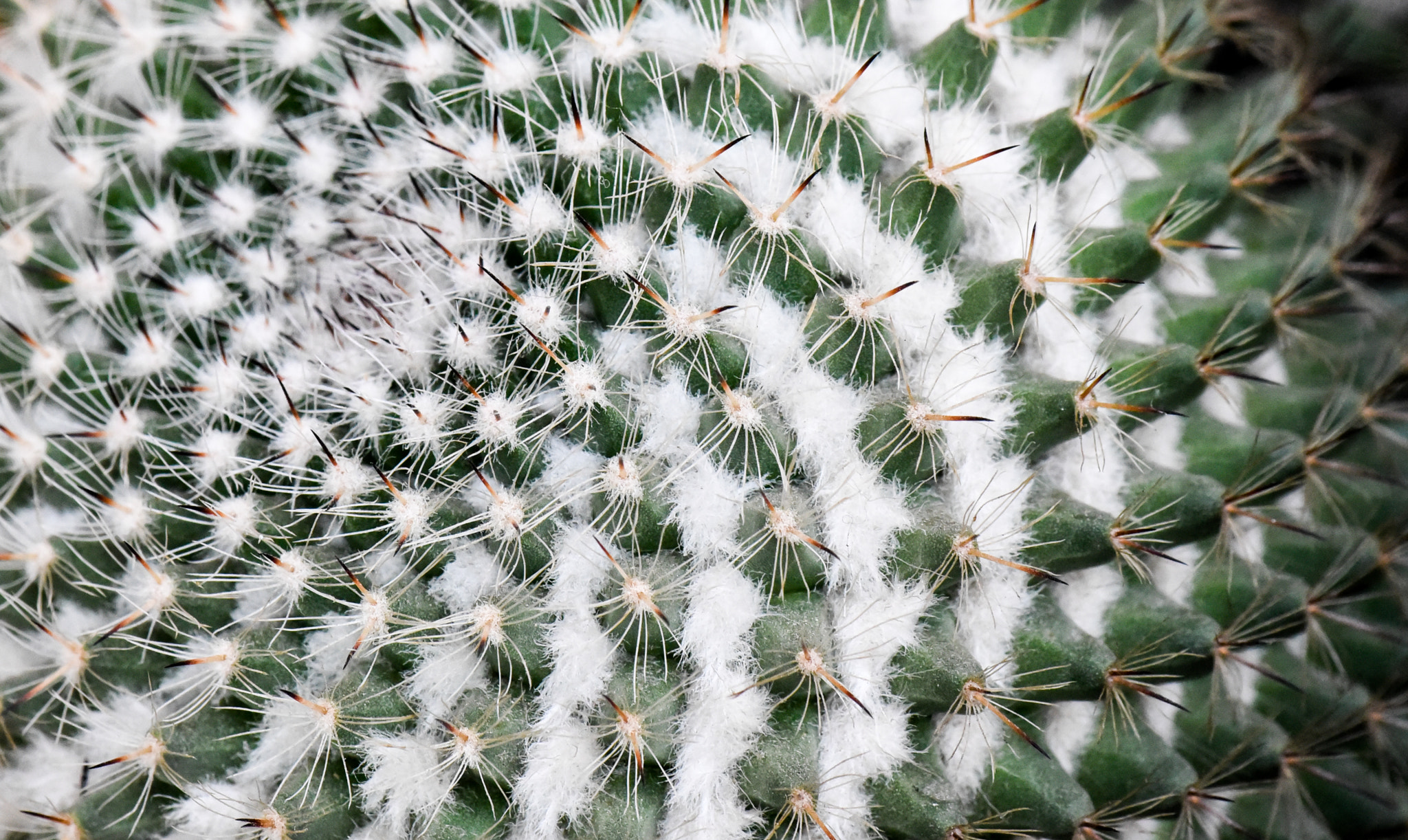 Cosina AF 100mm F3.5 Macro sample photo. Cactus photography