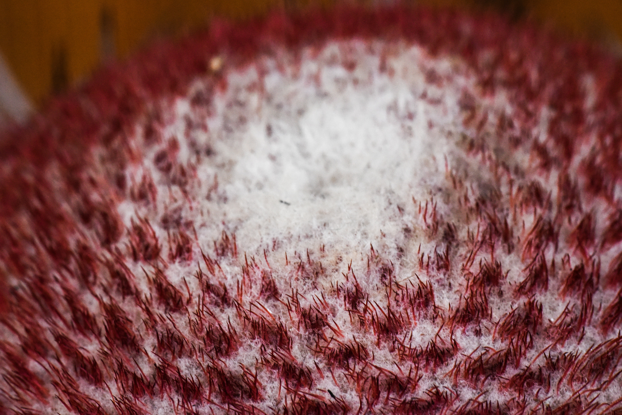 Cosina AF 100mm F3.5 Macro sample photo. Cactus photography
