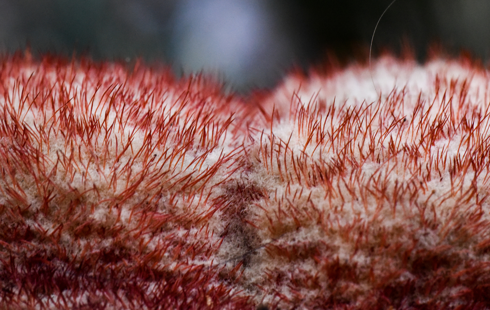 Cosina AF 100mm F3.5 Macro sample photo. Cactus photography