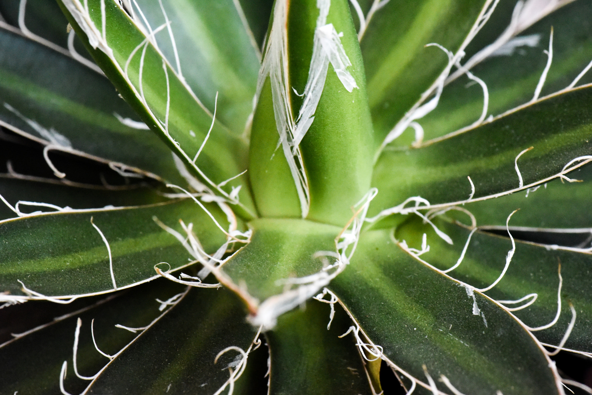 Cosina AF 100mm F3.5 Macro sample photo. Cactus photography