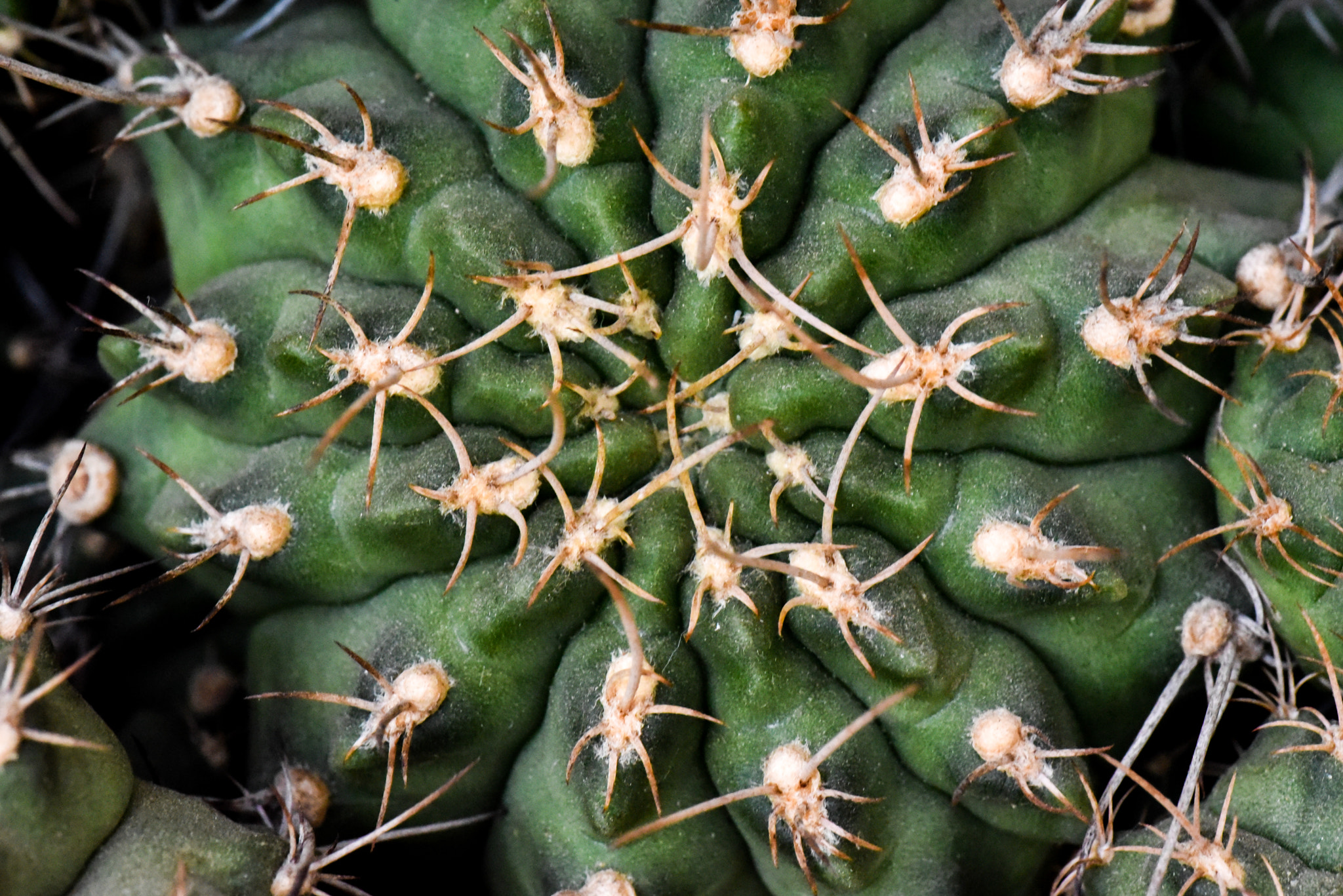 Cosina AF 100mm F3.5 Macro sample photo. Cactus photography